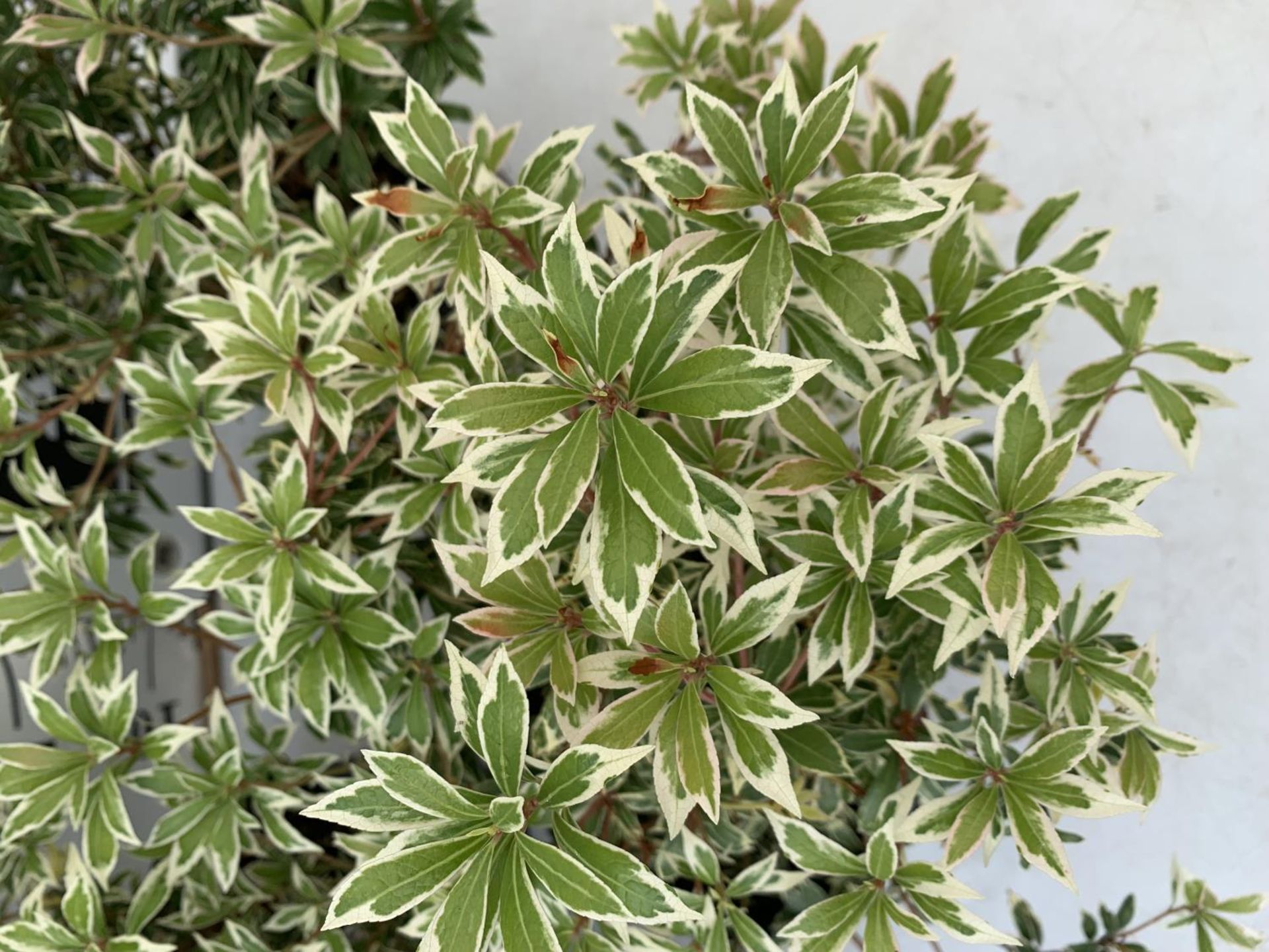 FOUR PIERIS LITTLE HEATH 45CM TALL IN 2 LTR POTS TO BE SOLD FOR THE FOUR PLUS VAT - Image 5 of 10