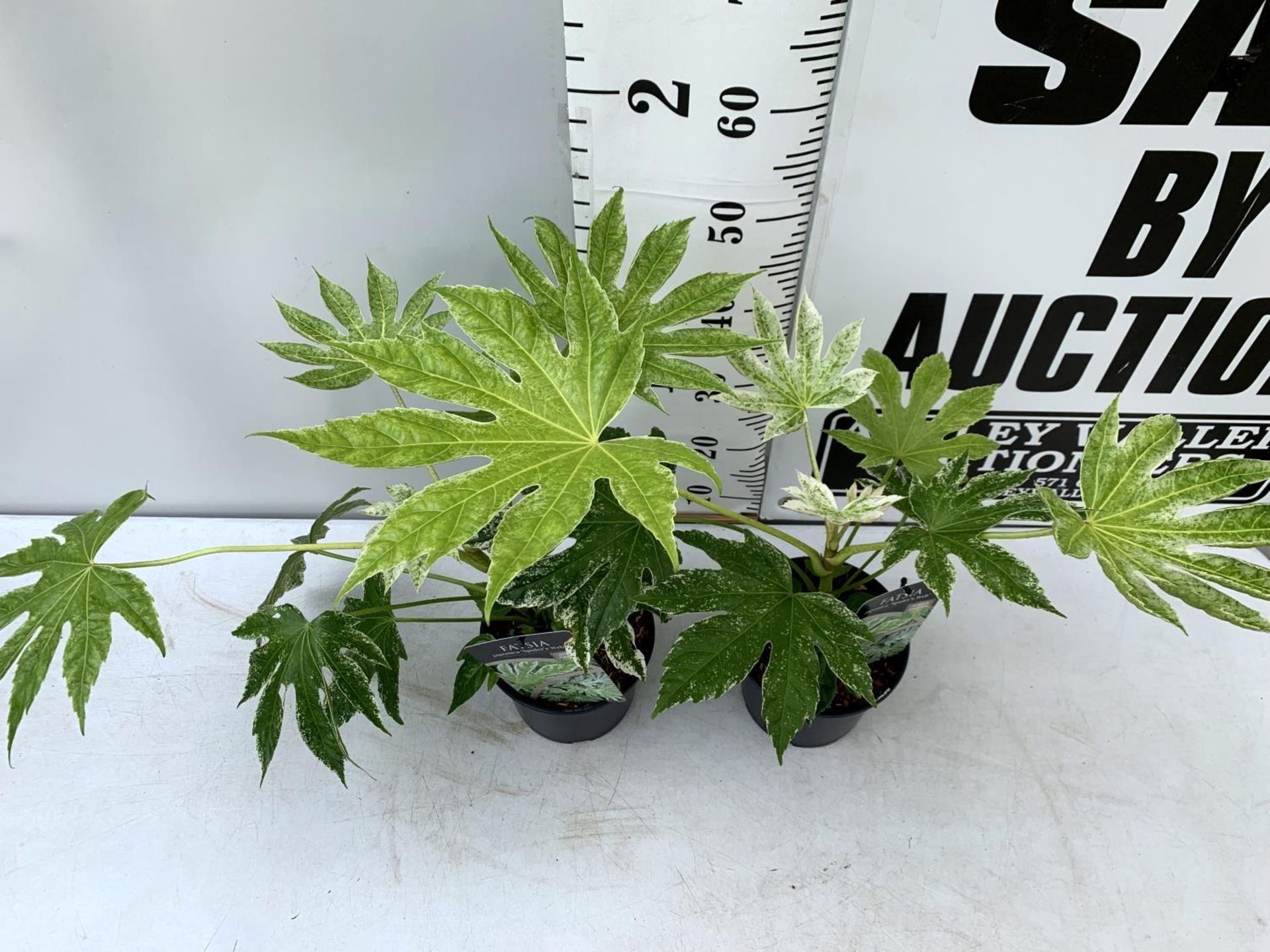 TWO FATSIA JAPONICA 'SPIDERS WEB' IN 2 LTR POTS 60CM TALL PLUS VAT TO BE SOLD FOR THE TWO - Image 4 of 8