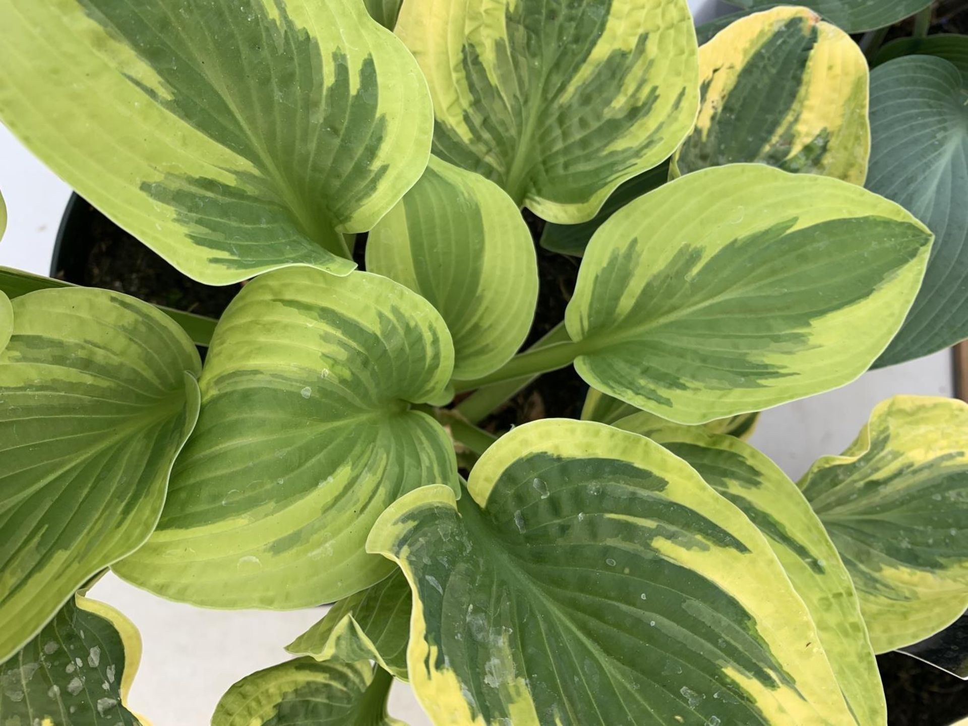 THREE MIXED VARIETY HOSTAS TO INCLUDE WIDE BRIM, HALCYON AND PATRIOT IN 3 LTR POTS 30CM TALL TO BE - Image 6 of 16