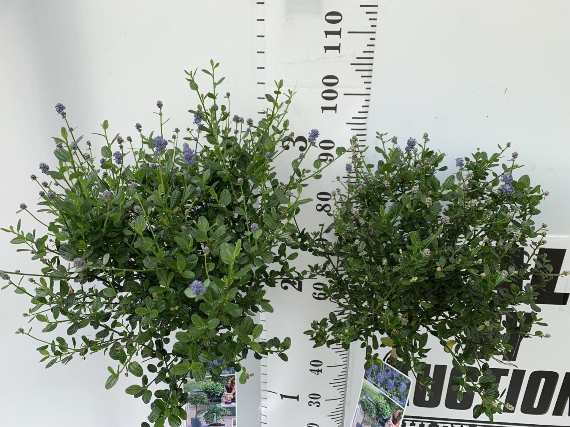 TWO CEANOTHUS IMPRESSUS STANDARD TREES 'VICTORIA' IN FLOWER APPROX A METRE IN HEIGHT IN 3 LTR POTS - Image 4 of 8