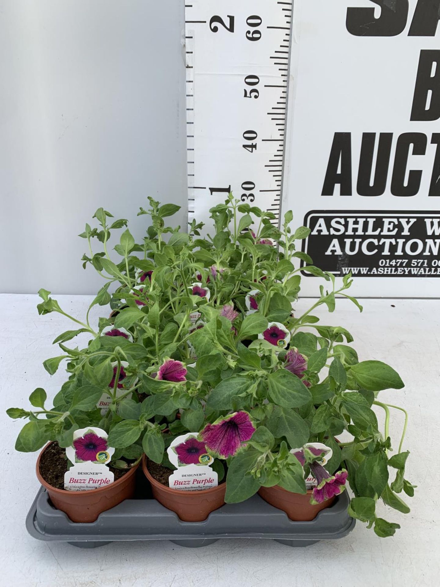 FIFTEEN PETUNIA BUZZ PURPLE BASKET PLANTS IN P9 POTS PLUS VAT TO BE SOLD FOR THE FIFTEEN