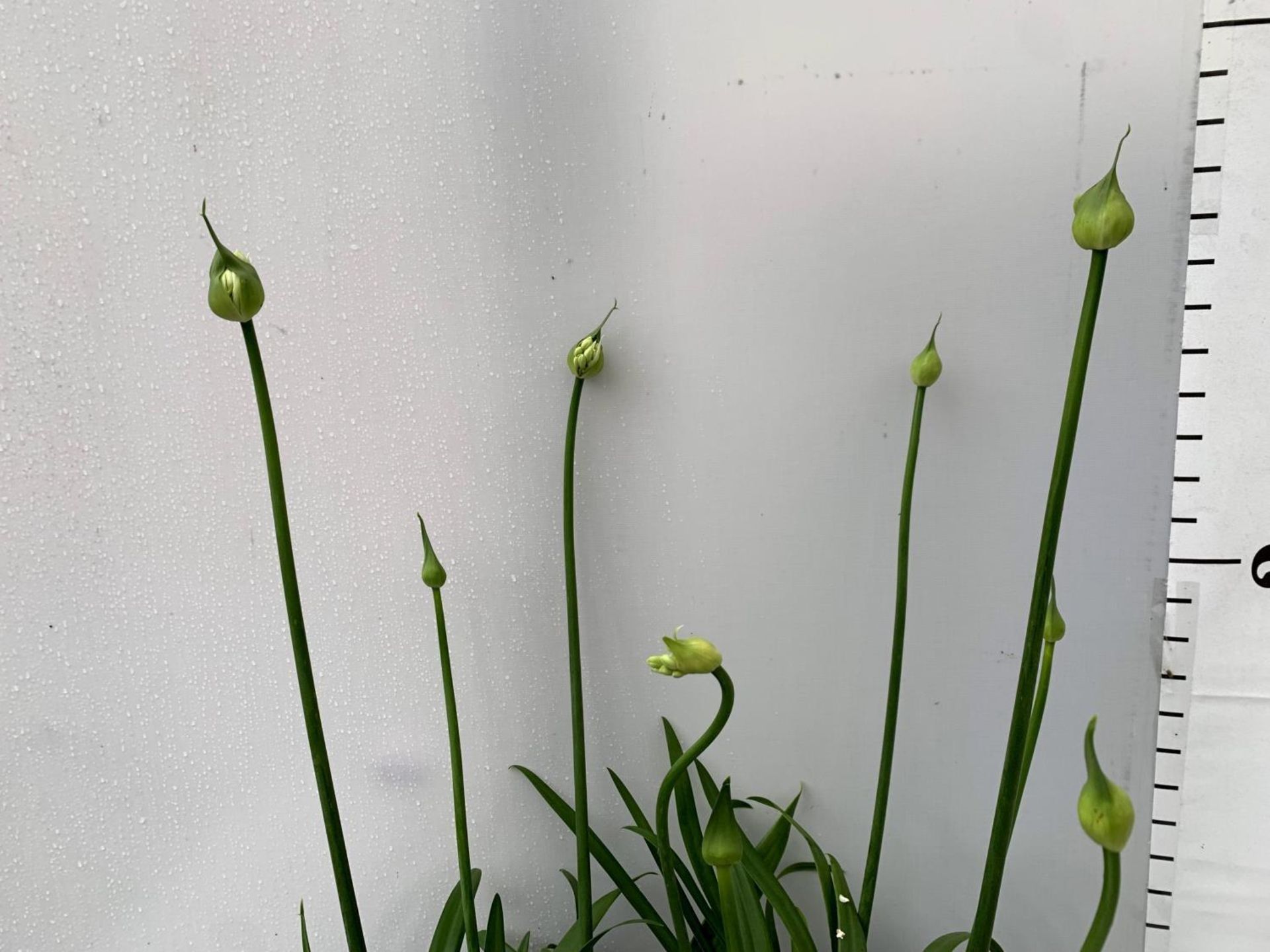 TWO AGAPANTHUS EVER WHITE IN FLOWER APPROX 80CM IN HEIGHT IN 3 LTR POTS PLUS VAT TO BE SOLD FOR - Image 10 of 10