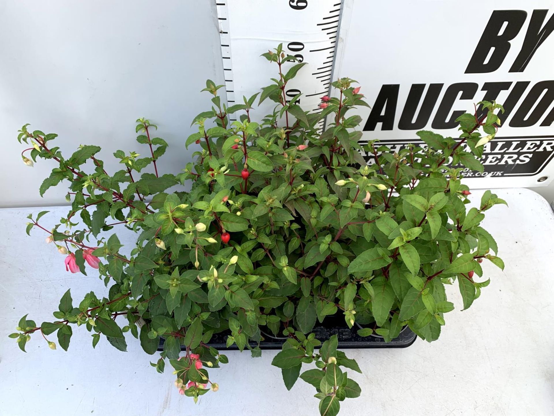 EIGHT FUCHSIA BUSH 'NICE AND EASY' IN 1 LTR POTS ON A TRAY PLUS VAT TO BE SOLD FOR THE EIGHT - Image 7 of 12