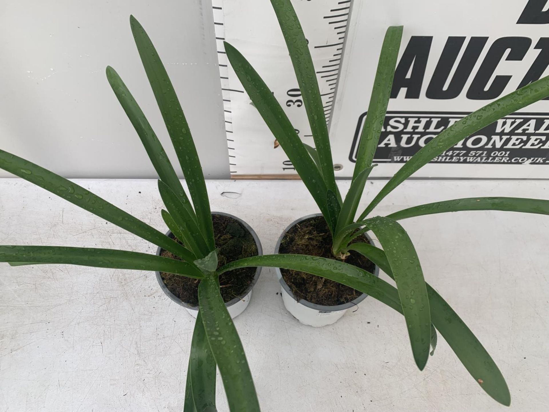 TWO AGAPANTHUS AFRICANUS IN 2 LTR POTS APPROX 60CM IN HEIGHT PLUS VAT TO BE SOLD FOR THE TWO - Image 2 of 4