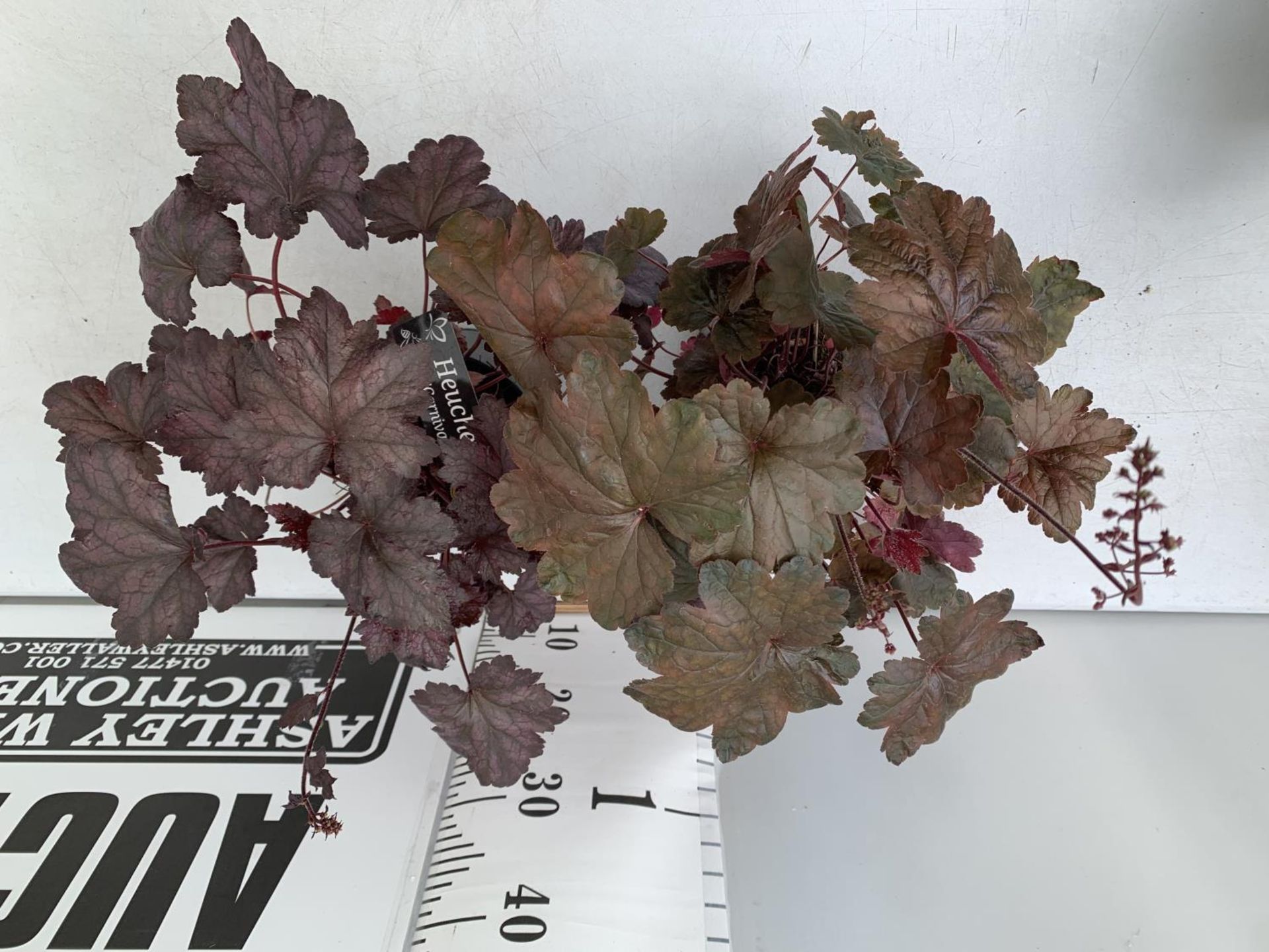 TWO PURPLE HEUCHERA 'CARNIVAL' IN 2 LTR POTS HEIGHT 45CM PLUS VAT TO BE SOLD FOR THE TWO - Image 7 of 10