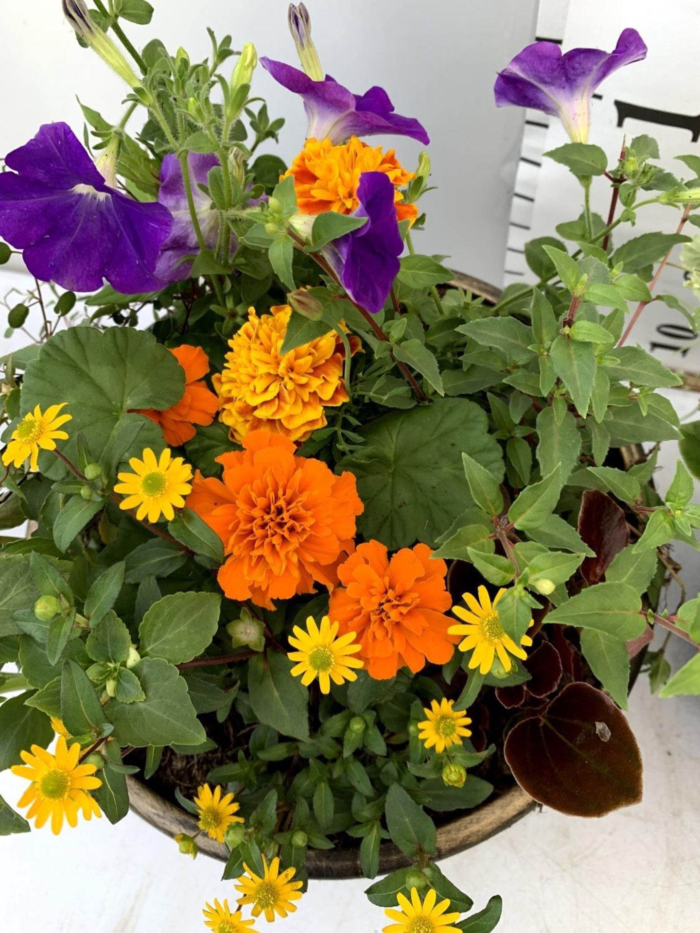 TWO LARGE TUBS PLANTED WITH VARIOUS BEDDING PLANTS INC MARIGOLDS PETUNIAS FUCHSIA BACOPA ETC IN 10 - Image 6 of 8