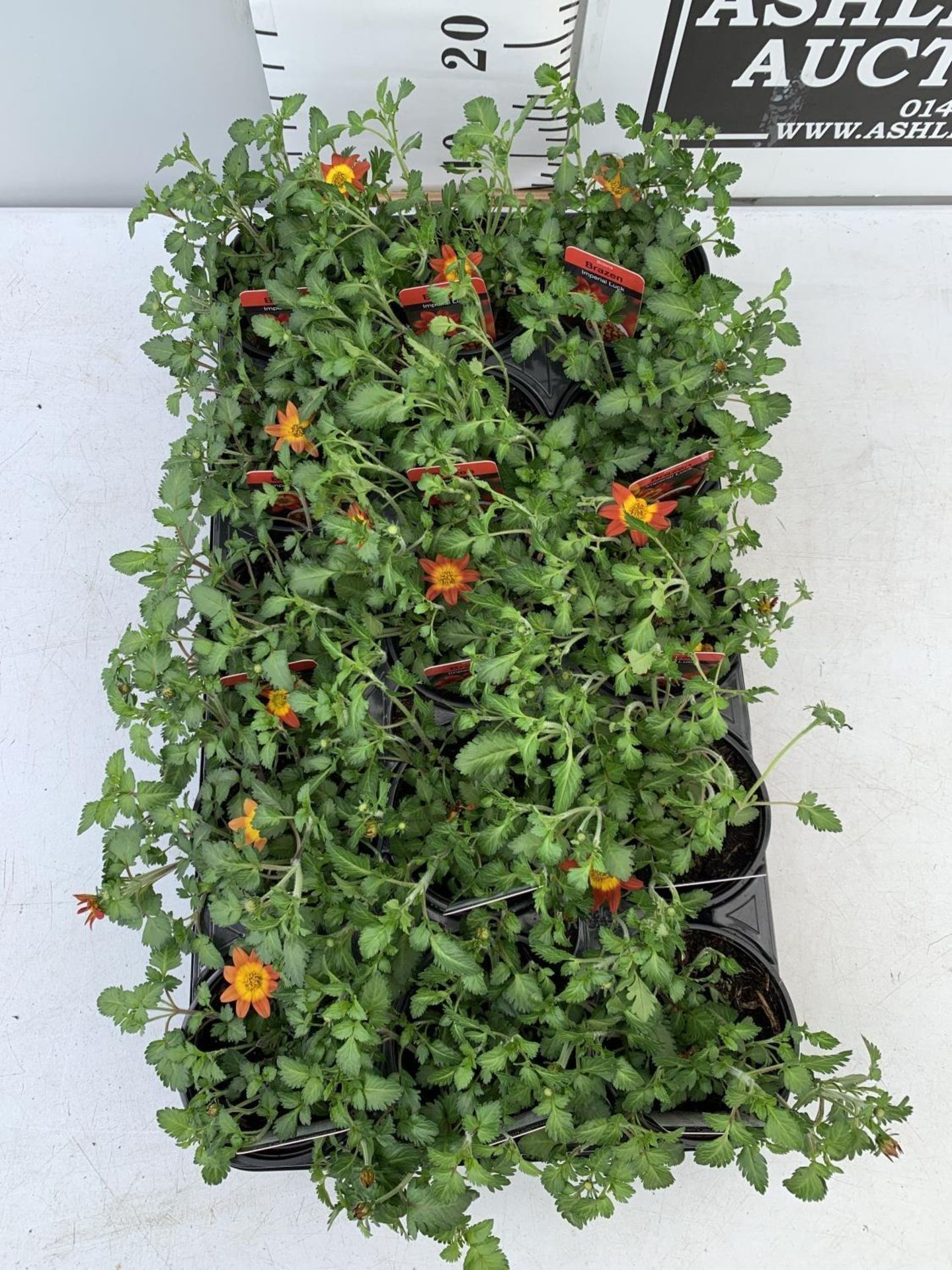 FIFTEEN BIDENS BRAZEN 'IMPERIAL LUCK' BASKET PLANTS ON A TRAY IN P9 POTS PLUS VAT TO BE SOLD FOR THE - Image 2 of 5