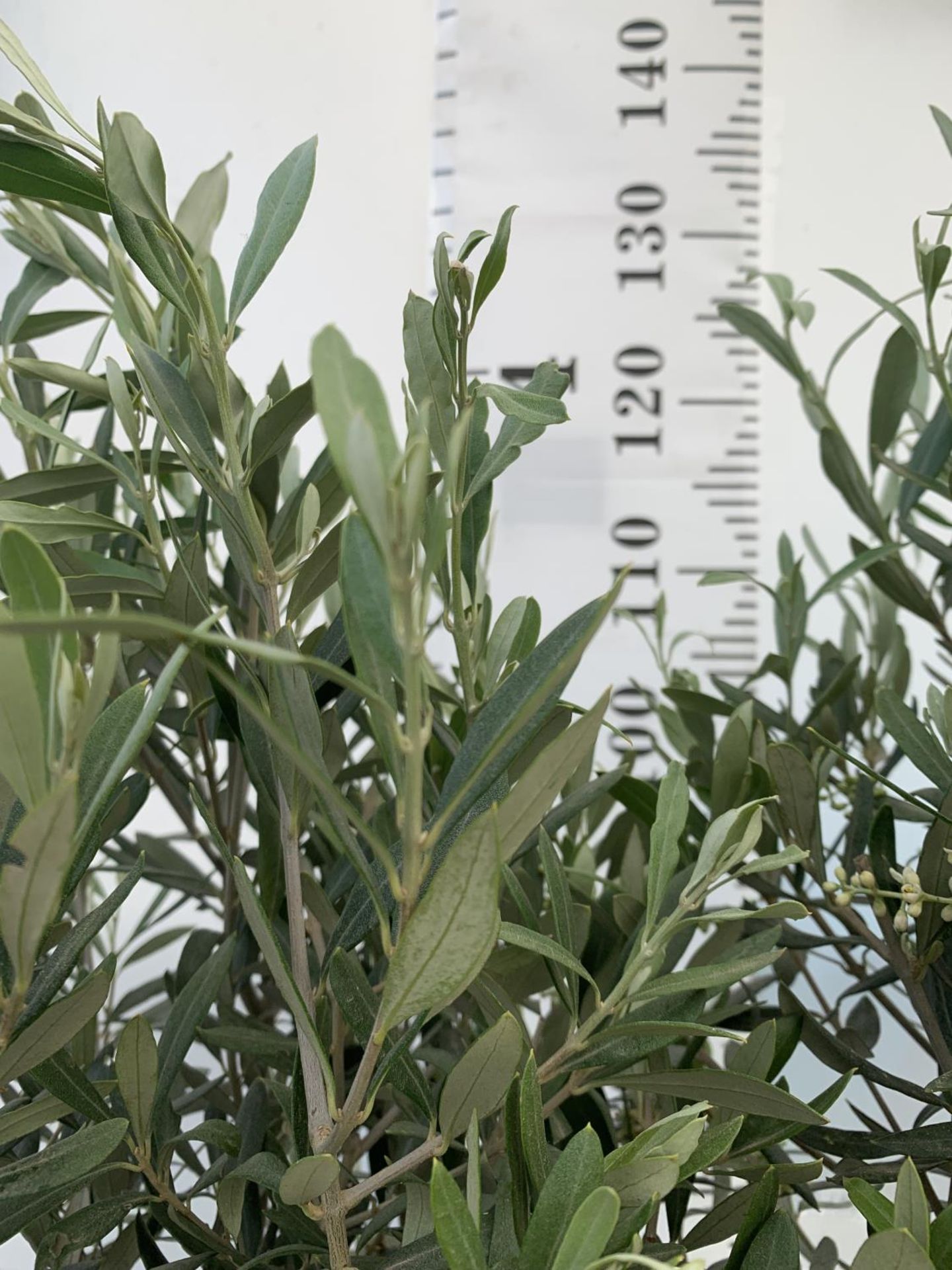 TWO OLIVE EUROPEA STANDARD TREES APPROX 120CM IN HEIGHT IN 3LTR POTS NO VAT TO BE SOLD FOR THE TWO - Image 6 of 9