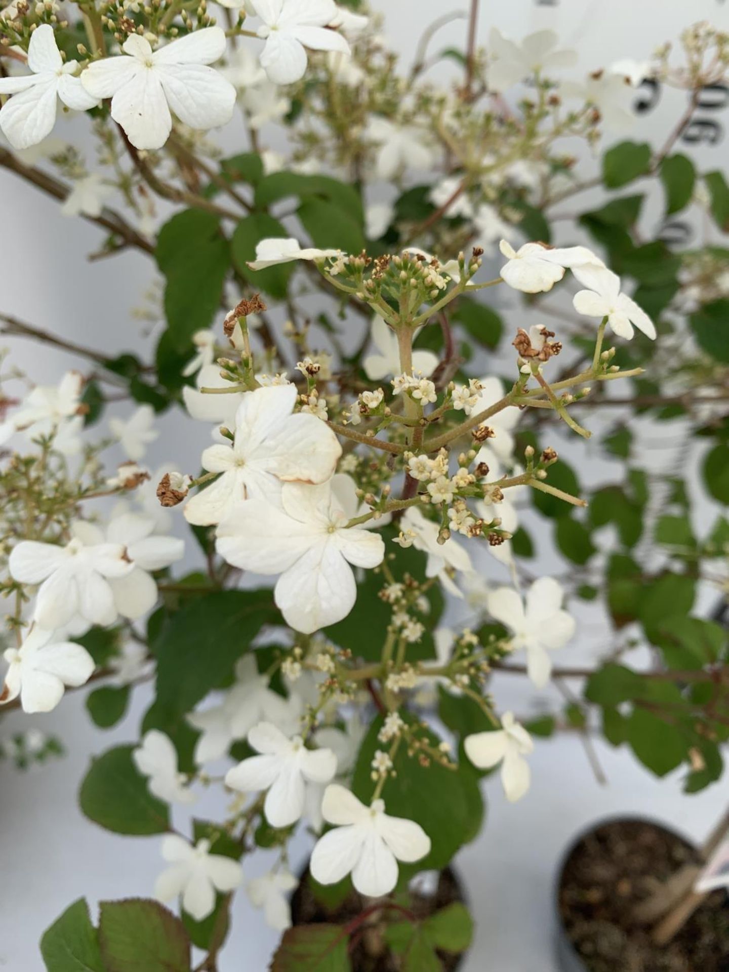 TWO VIBURNUM PLICATUM 'WATANABE' STANDARD TREES APPROX 120CM IN HEIGHT IN 3LTR POTS PLUS VAT TO BE - Image 8 of 10