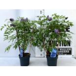 TWO WISTERIA AMETHYST FALLS WITH FLOWERS ON A FRAME PATIO READY IN A 3 LTR POT 90CM TALL PLUS VAT TO