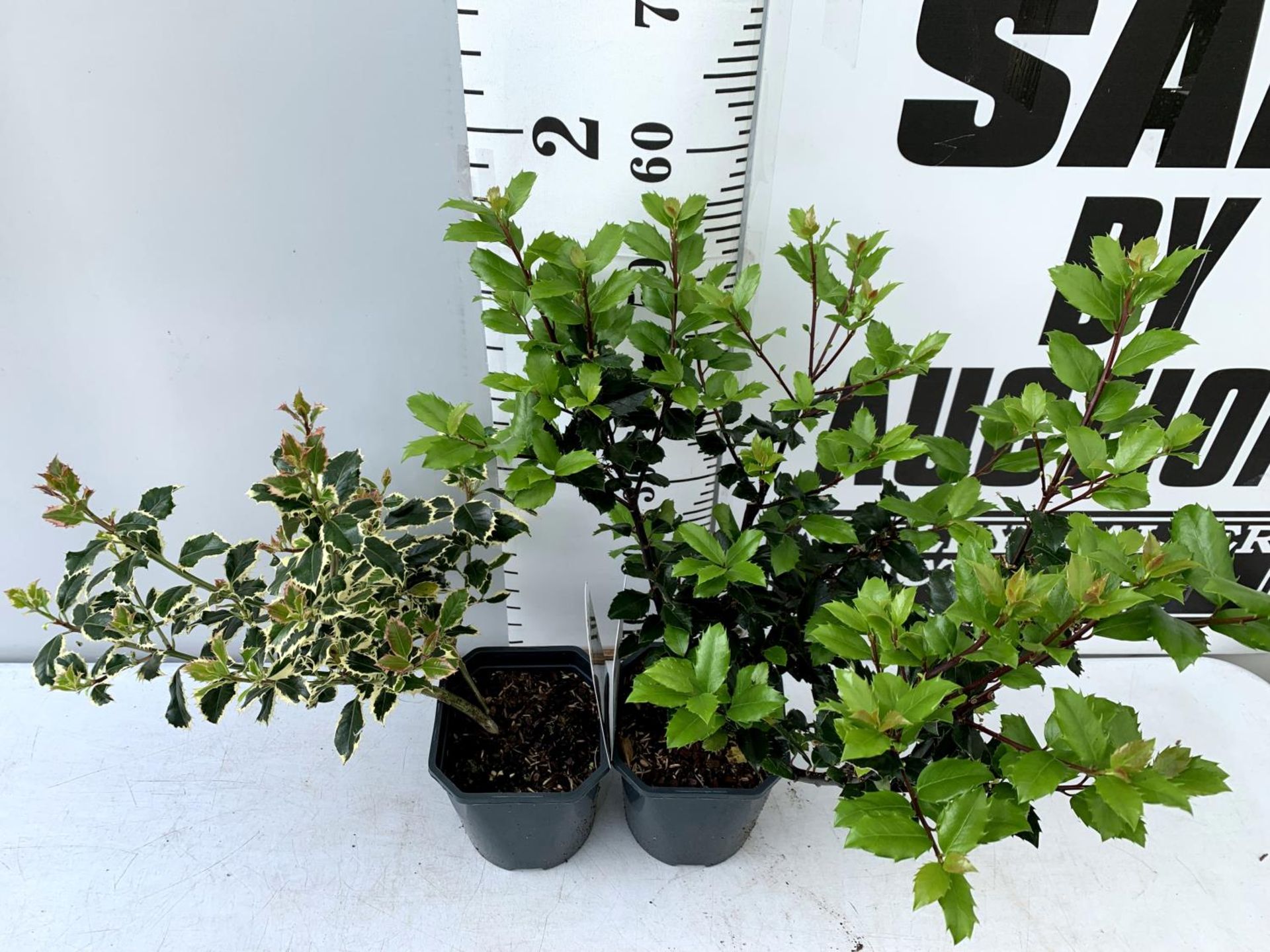 TWO ILEX AQUIFOLIUM HOLLY 'BLUE PRINCE' AND ARGENTEA MARGINATA' IN 2 LTR POTS APPROX 60CM IN - Image 3 of 12