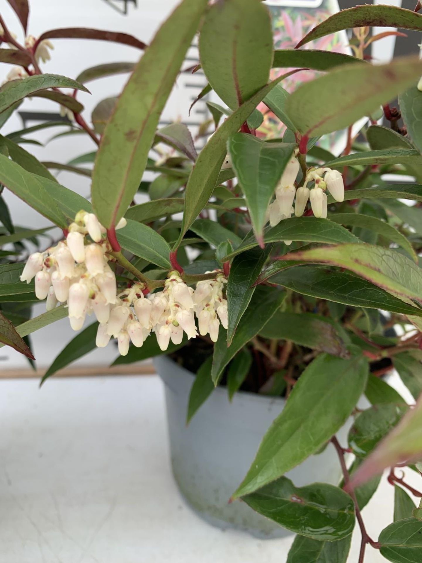 TWO LEUCOTHOE 'ROYAL RUBY' AND 'BURNING LOVE' IN 2 LTR POTS 35CM TALL PLUS VAT TO BE SOLD FOR THE - Image 8 of 12