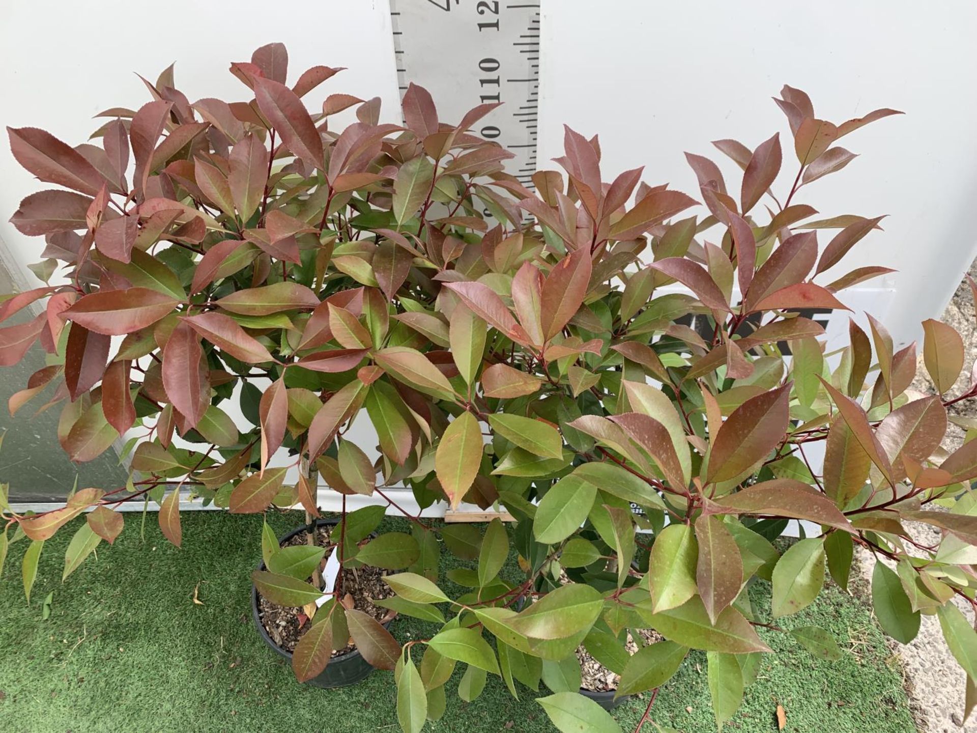 A PAIR OF STANDARD PHOTINIA FRASERI RED ROBIN TREES 130CM TALL IN A 10 LTR POT TO BE SOLD FOR THE - Image 3 of 8
