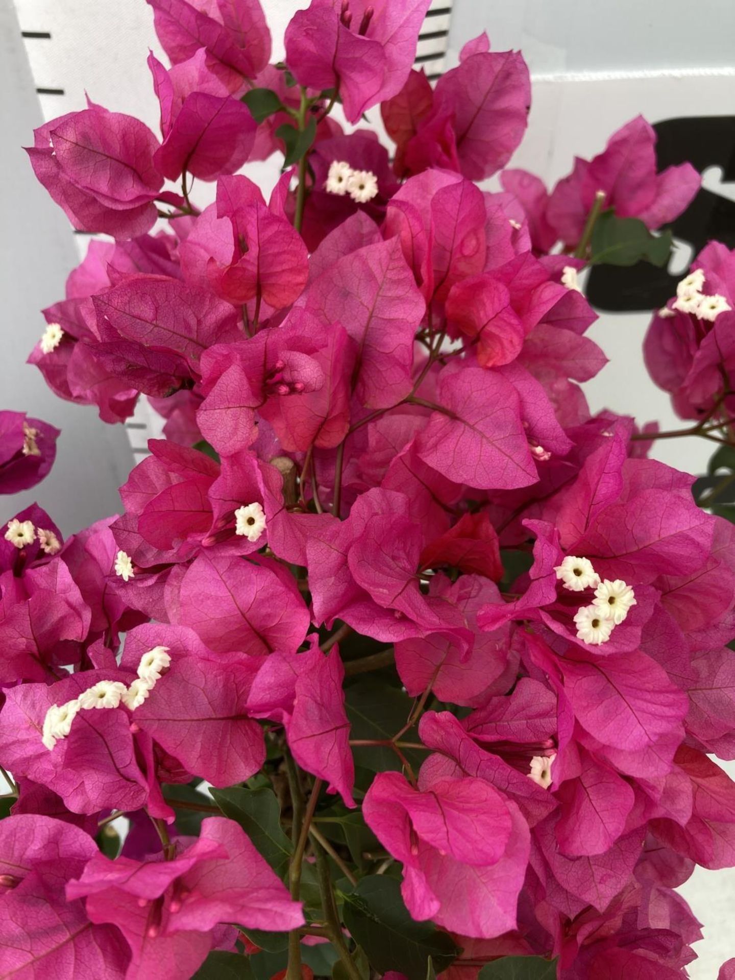 TWO BOUGAINVILLEA SANDERINA PINK ON A PYRAMID FRAME, 3 LTR POTS HEIGHT 60-80CM. PATIO READY TO BE - Image 8 of 8