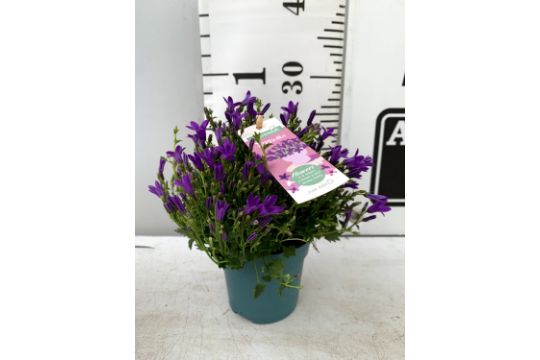 TEN CAMPANULA AMBELLA INTENSE PURPLE IN P10.5 POTS OVER 20CM IN HEIGHT ON A WRAPPED TRAY TO BE - Image 5 of 8