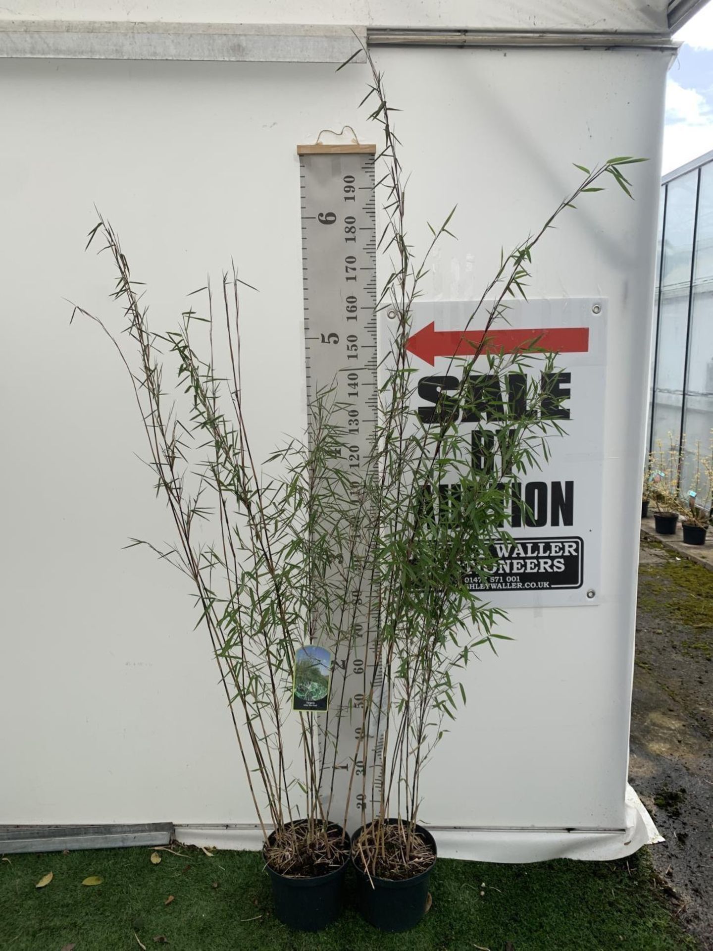 TWO BAMBOO FARGESIA NITIDA 'BLACK PEARL' APPROX 190CM IN HEIGHT IN 5 LTR POTS PLUS VAT TO BE SOLD - Image 2 of 10