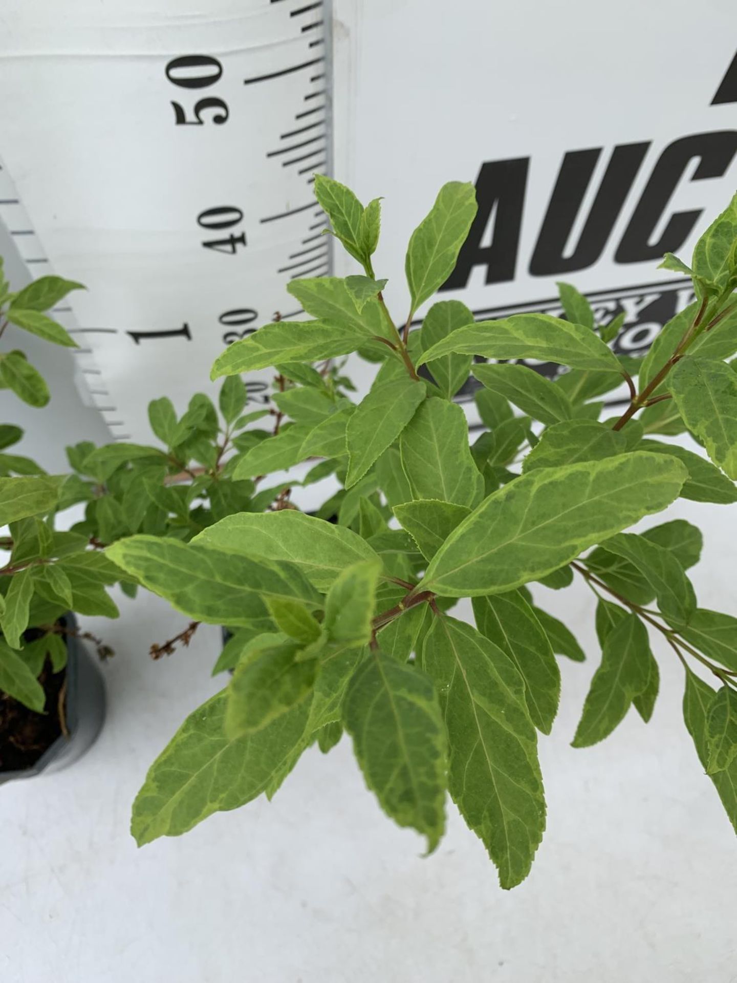 TWO FORSYTHIA 'MINIGOLD' APPROX 70CM IN HEIGHT IN 2 LTR POTS PLUS VAT TO BE SOLD FOR THE TWO - Bild 6 aus 8