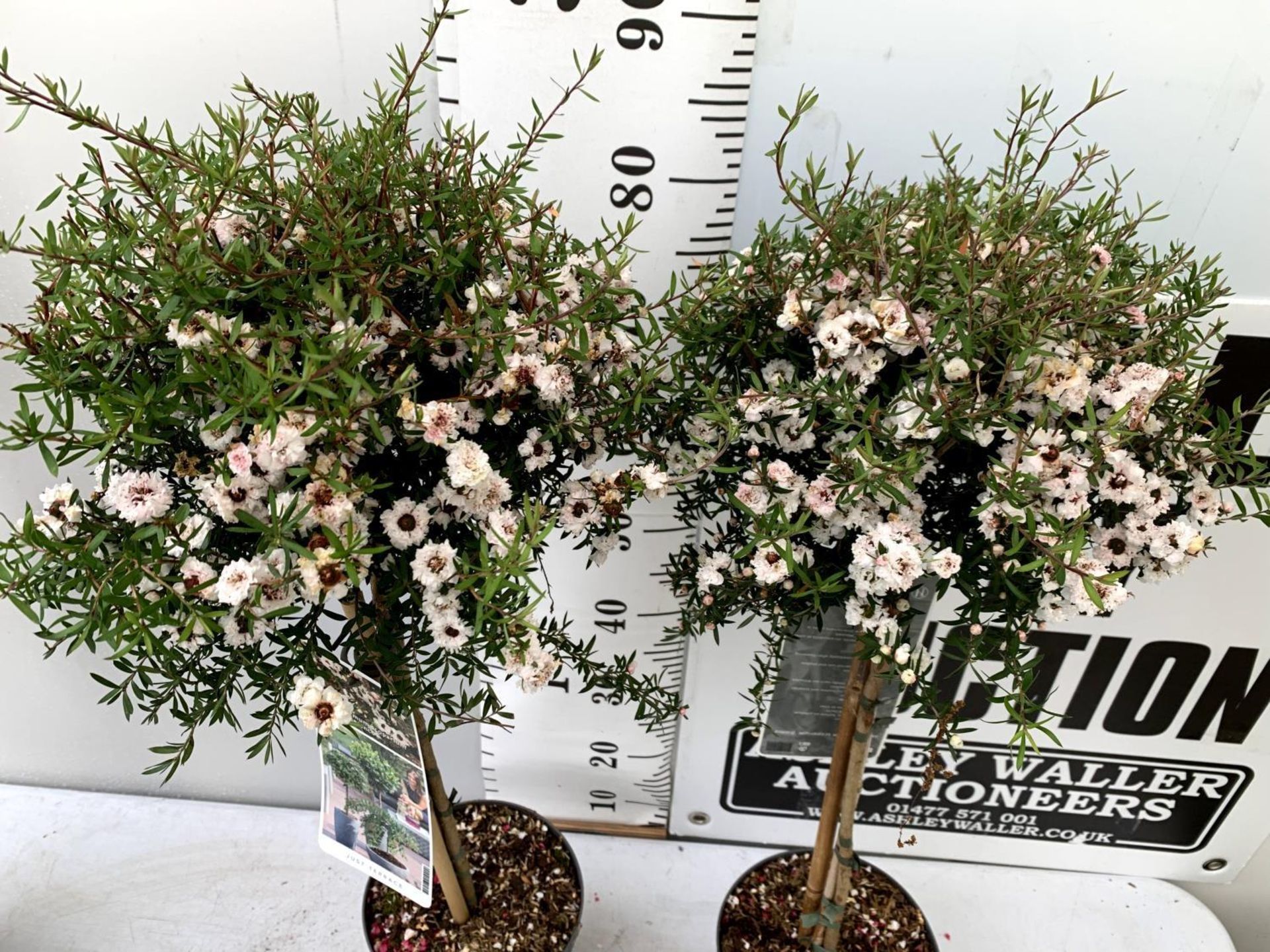 TWO LEPTOSPERMUM SCOPARIUM 'BIANCO' IN FLOWER STANDARD TREES 90 -100CM IN HEIGHT IN 3 LTR POTS - Image 4 of 8