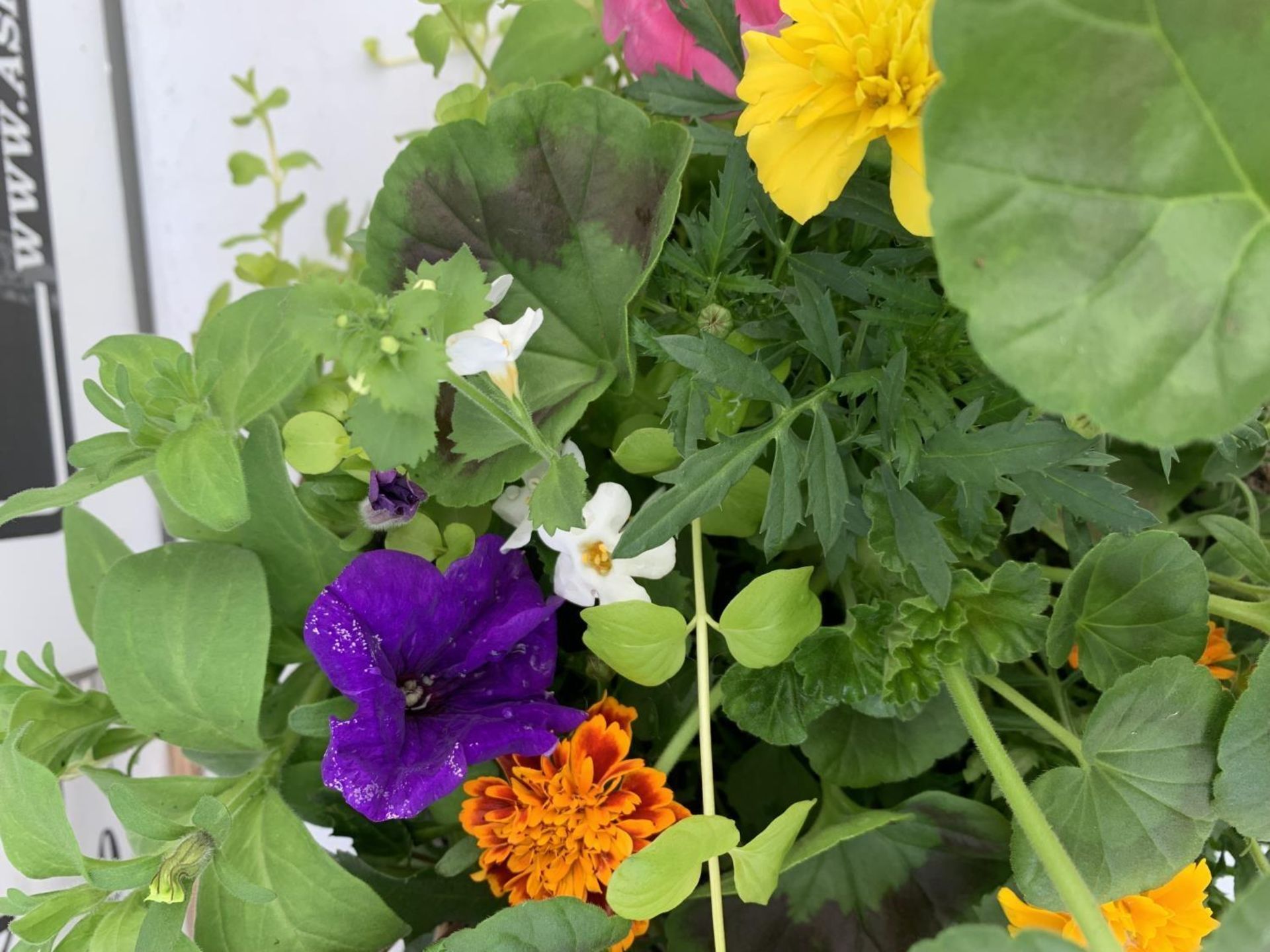 TWO WICKER HANGING BASKETS WITH MIXED BEDDING AND TRAILING PLANTS TO INCLUDE PETUNIA, MARIGOLD, - Image 3 of 3