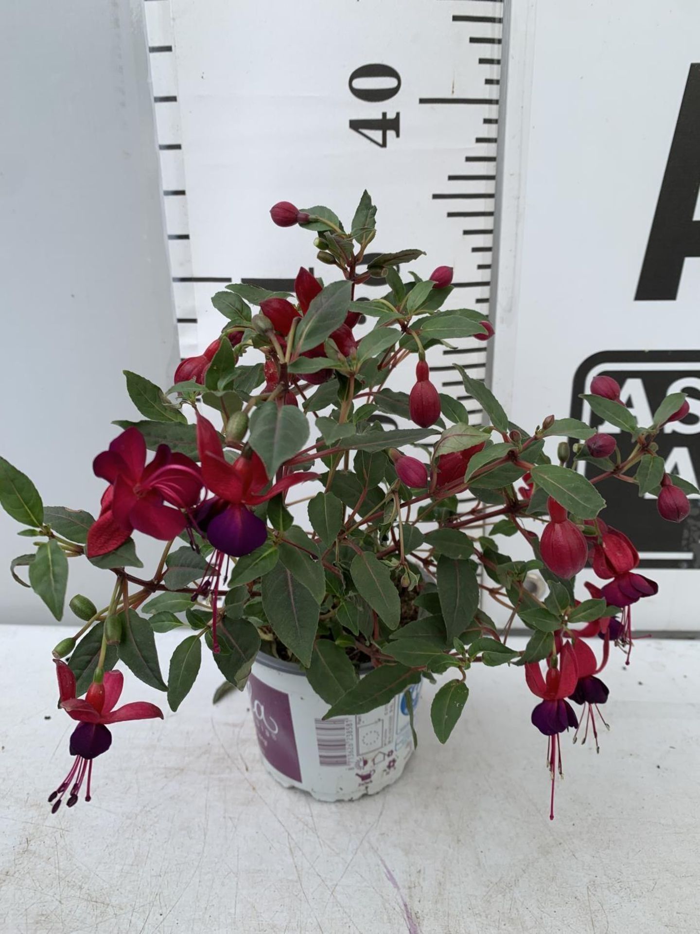NINE FUCHSIA BELLA IN 20CM POTS 20-30CM TALL TO BE SOLD FOR THE NINE PLUS VAT - Image 8 of 8