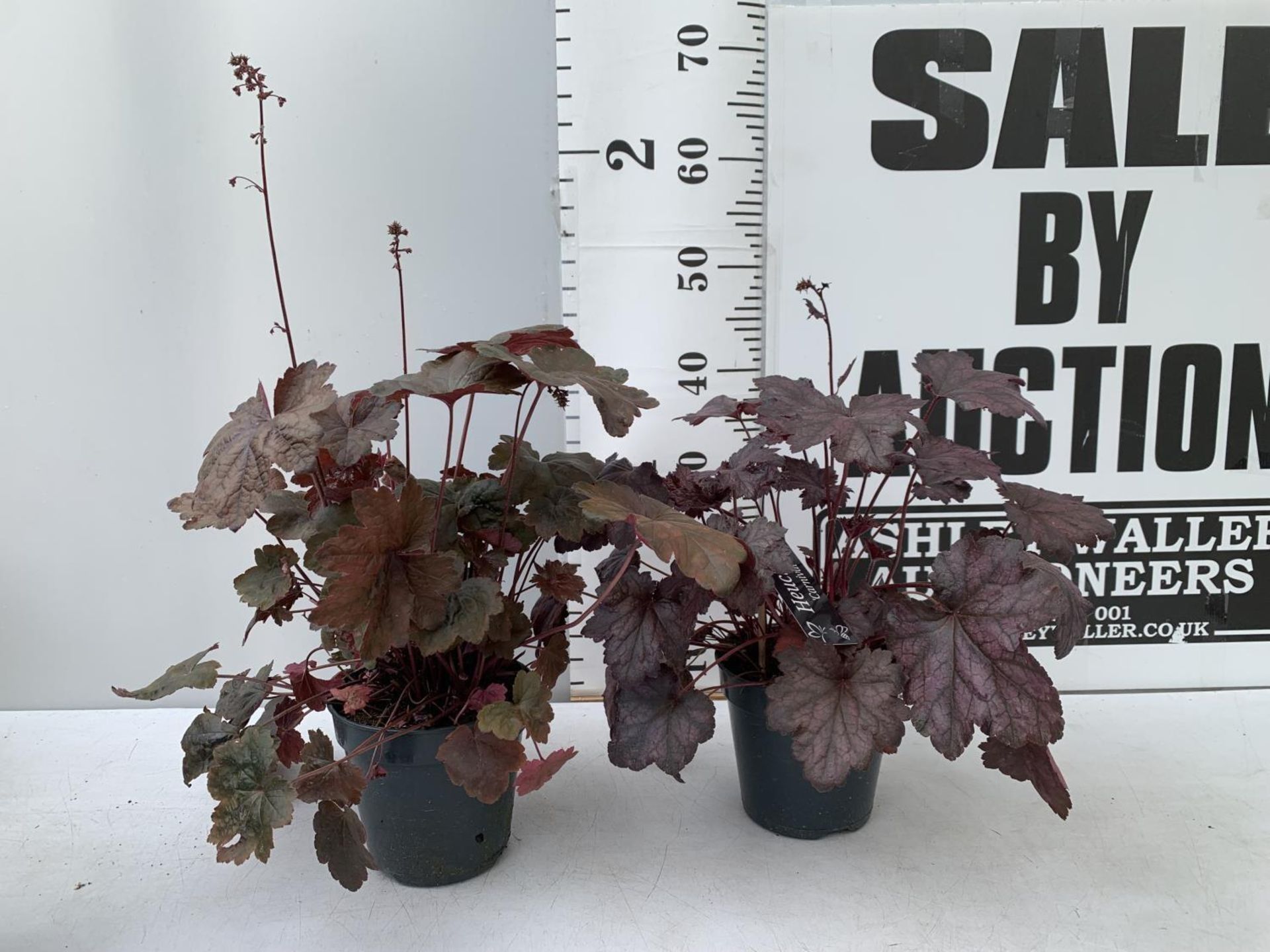 TWO PURPLE HEUCHERA 'CARNIVAL' IN 2 LTR POTS HEIGHT 45CM PLUS VAT TO BE SOLD FOR THE TWO - Image 6 of 10