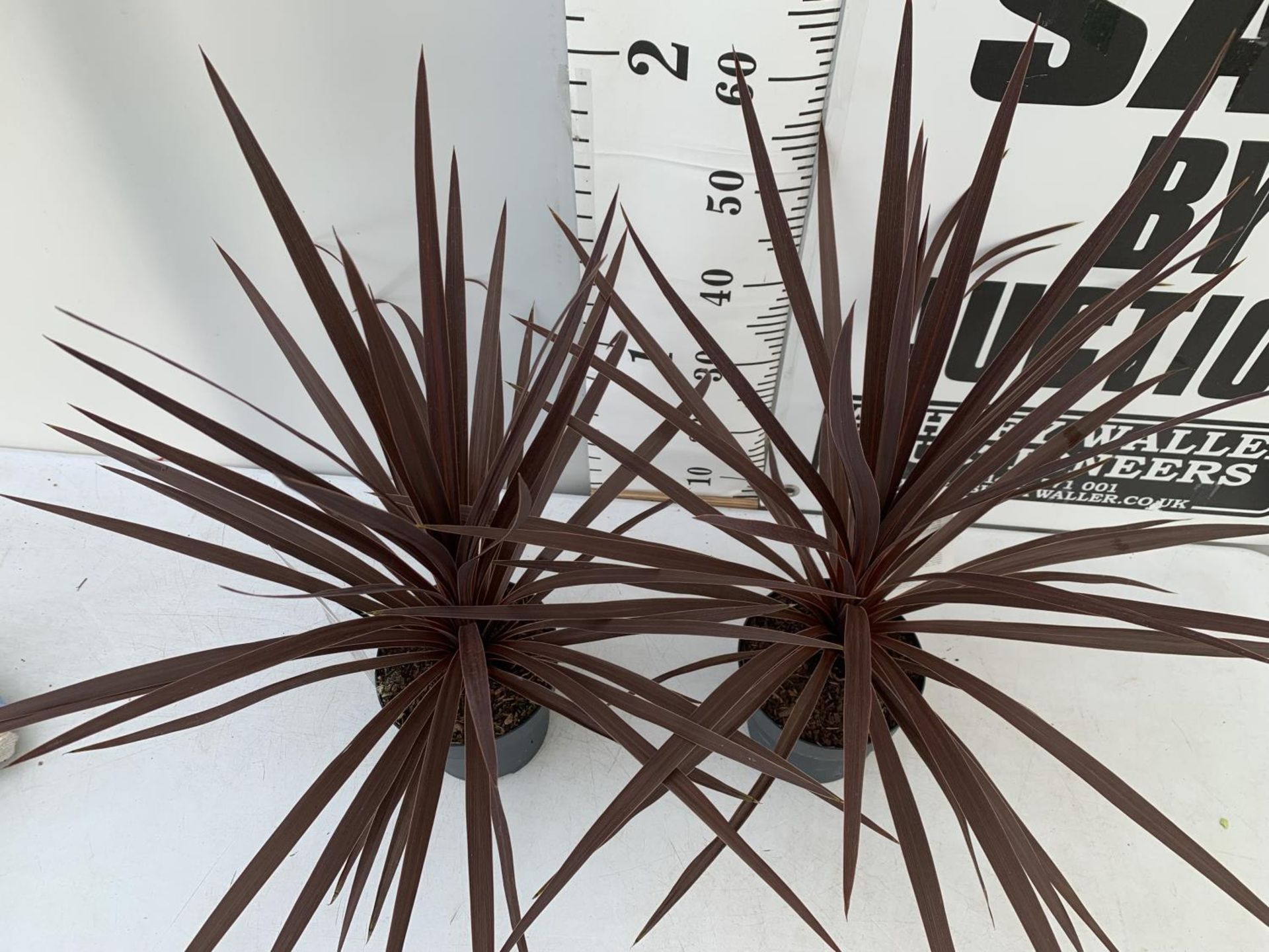 TWO CORDYLINE AUSTRALIS RED STAR IN 2 LTR POTS HEIGHT 80CM PLUS VAT TO BE SOLD FOR THE TWO - Bild 3 aus 8