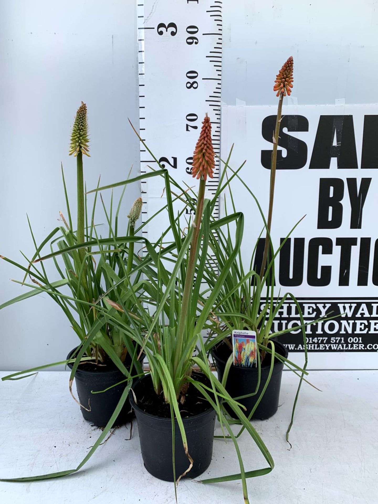 THREE KNIPHOFIA RED HOT POKER 'FLAMENCO' IN 2 LTR POTS APPROX 70- 80CM IN HEIGHT PLUS VAT TO BE SOLD