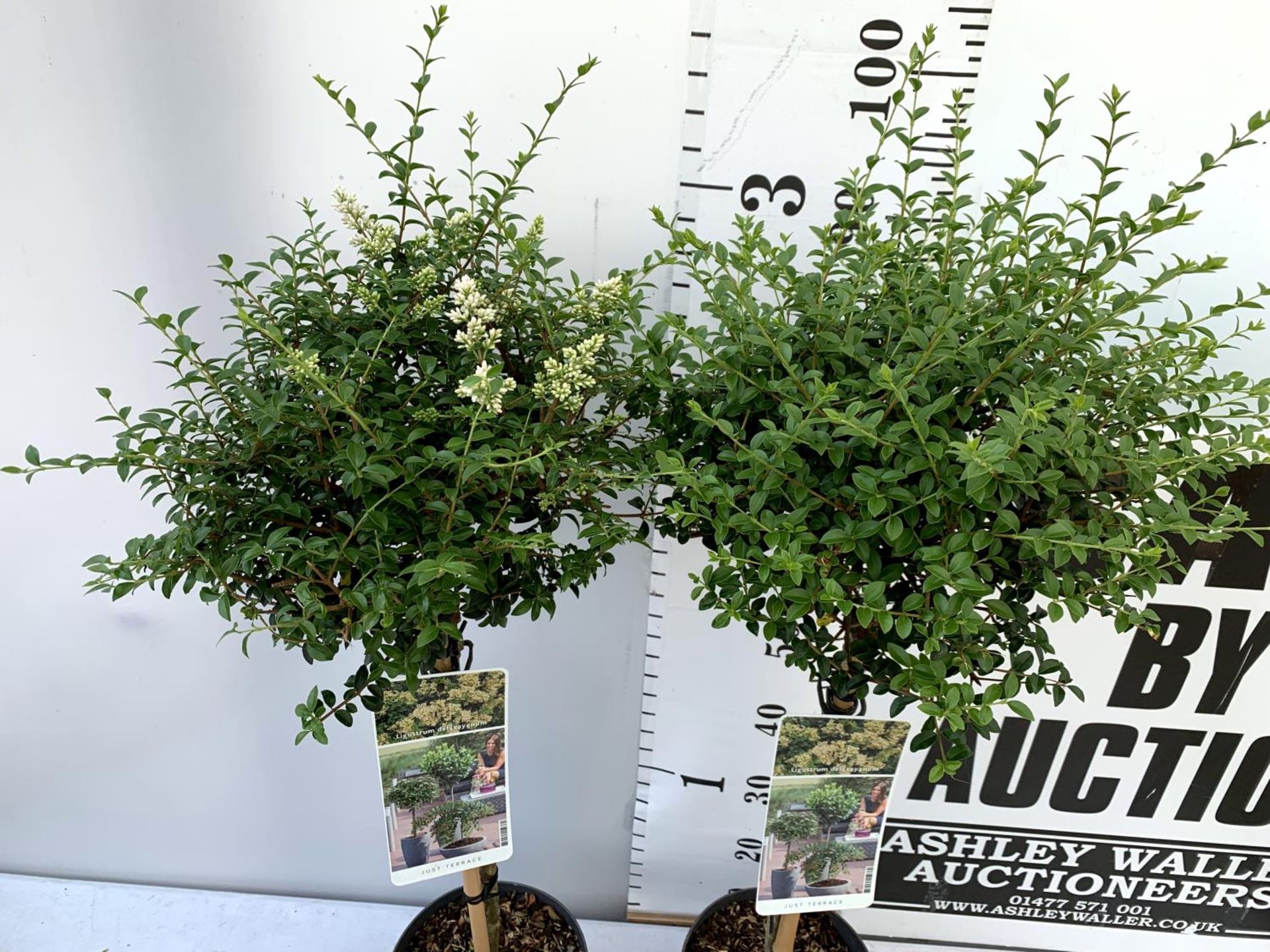 TWO LIGUSTRUM DELAVAYANUM STANDARD TREES APPROX 100CM IN HEIGHT IN 3LTR POTS PLUS VAT TO BE SOLD FOR - Image 3 of 8