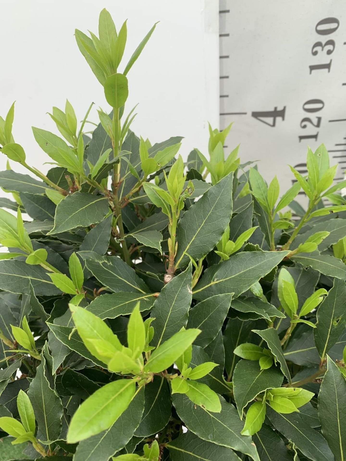 TWO STANDARD BAY TREES LAURUS NOBILIS APPROX 140CM IN HEIGHT IN 10 LTR POTS NO VAT TO BE SOLD FOR - Image 6 of 14