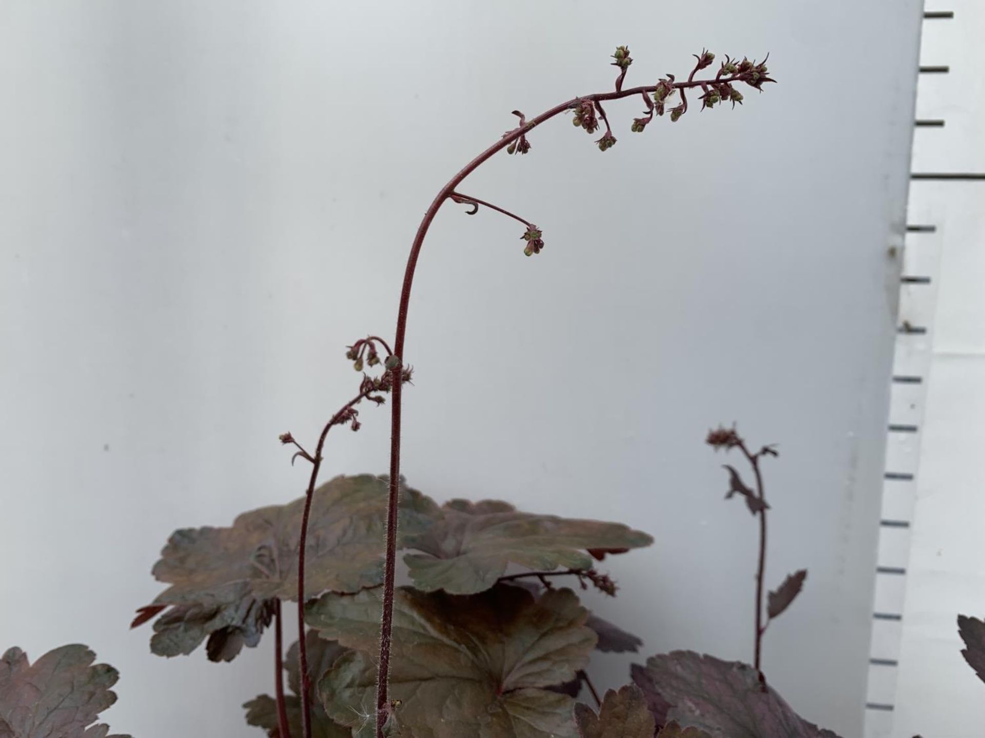 TWO PURPLE HEUCHERA 'CARNIVAL' IN 2 LTR POTS HEIGHT 45CM PLUS VAT TO BE SOLD FOR THE TWO - Image 10 of 10