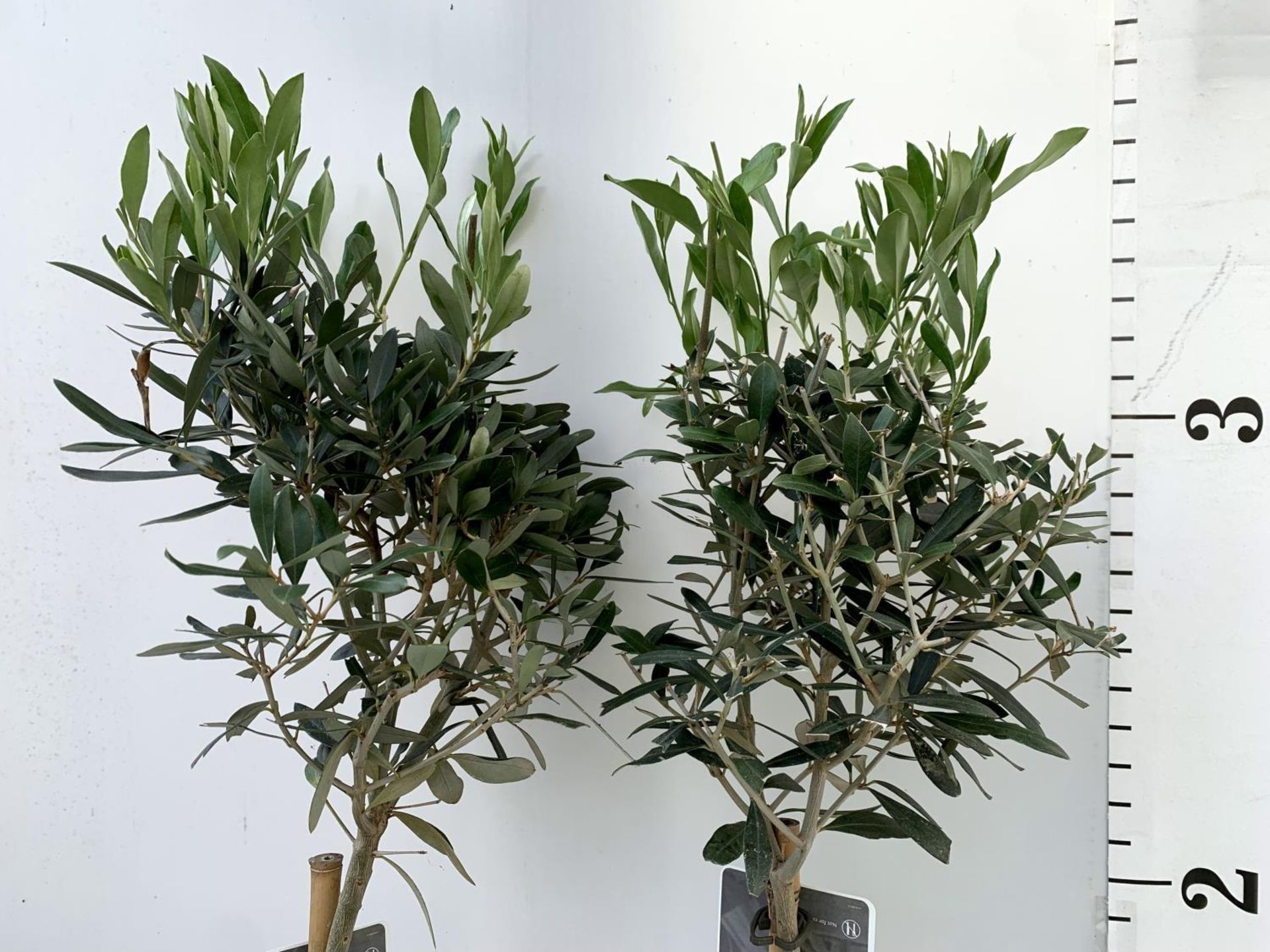 TWO OLIVE EUROPEA STANDARD TREES APPROX 120CM IN HEIGHT IN 3LTR POTS NO VAT TO BE SOLD FOR THE TWO - Image 4 of 8