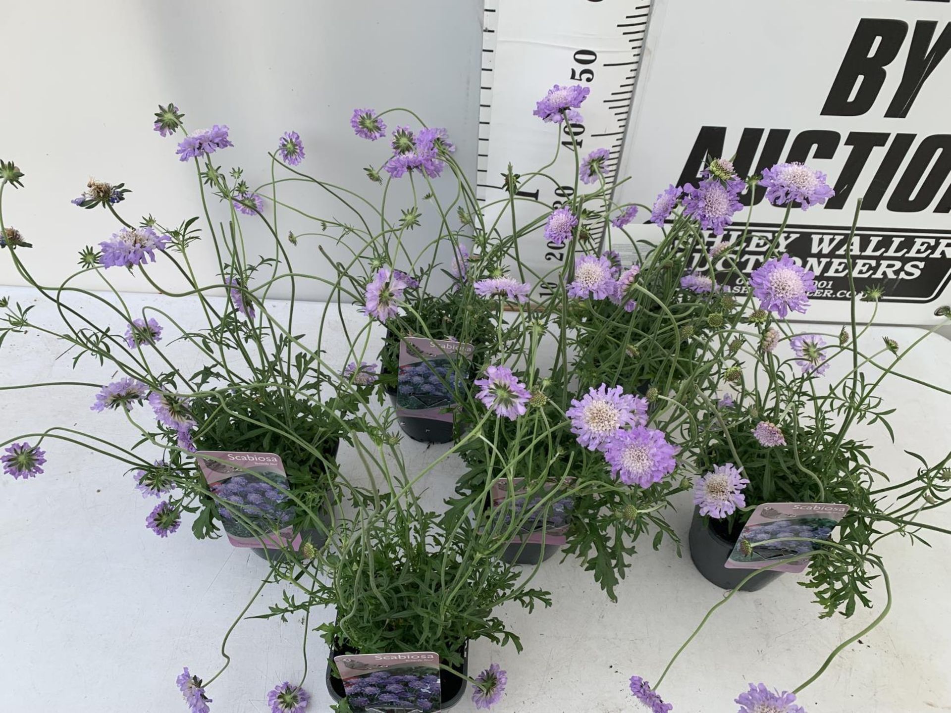 SIX SCABIOSA BUTTERFLY BLUE IN 2 LTR POTS 50-60CM TALL TO BE SOLD FOR THE SIX PLUS VAT - Image 4 of 8