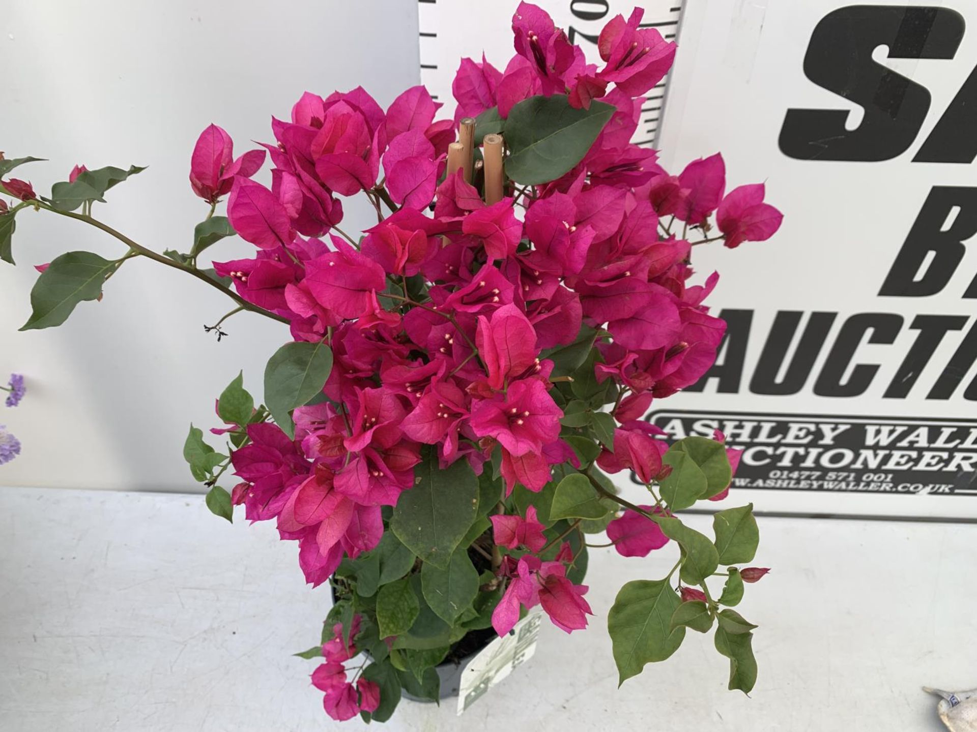 ONE BOUGAINVILLEA SANDERINA ON A PYRAMID FRAME, 3 LTR POT HEIGHT 70-80CM. PATIO READY PLUS VAT - Image 3 of 8