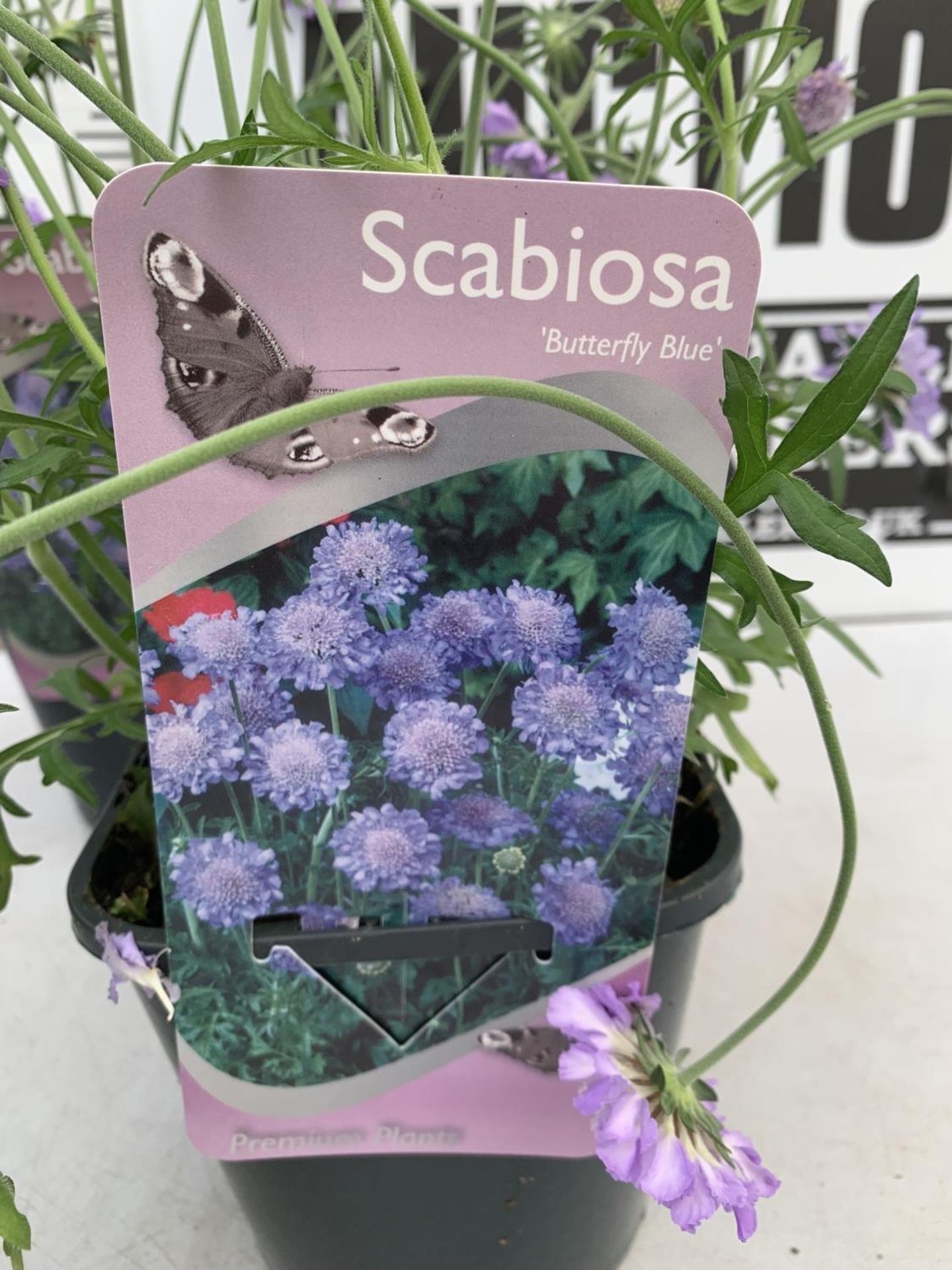 SIX SCABIOSA BUTTERFLY BLUE IN 2 LTR POTS 50-60CM TALL TO BE SOLD FOR THE SIX PLUS VAT - Image 8 of 8