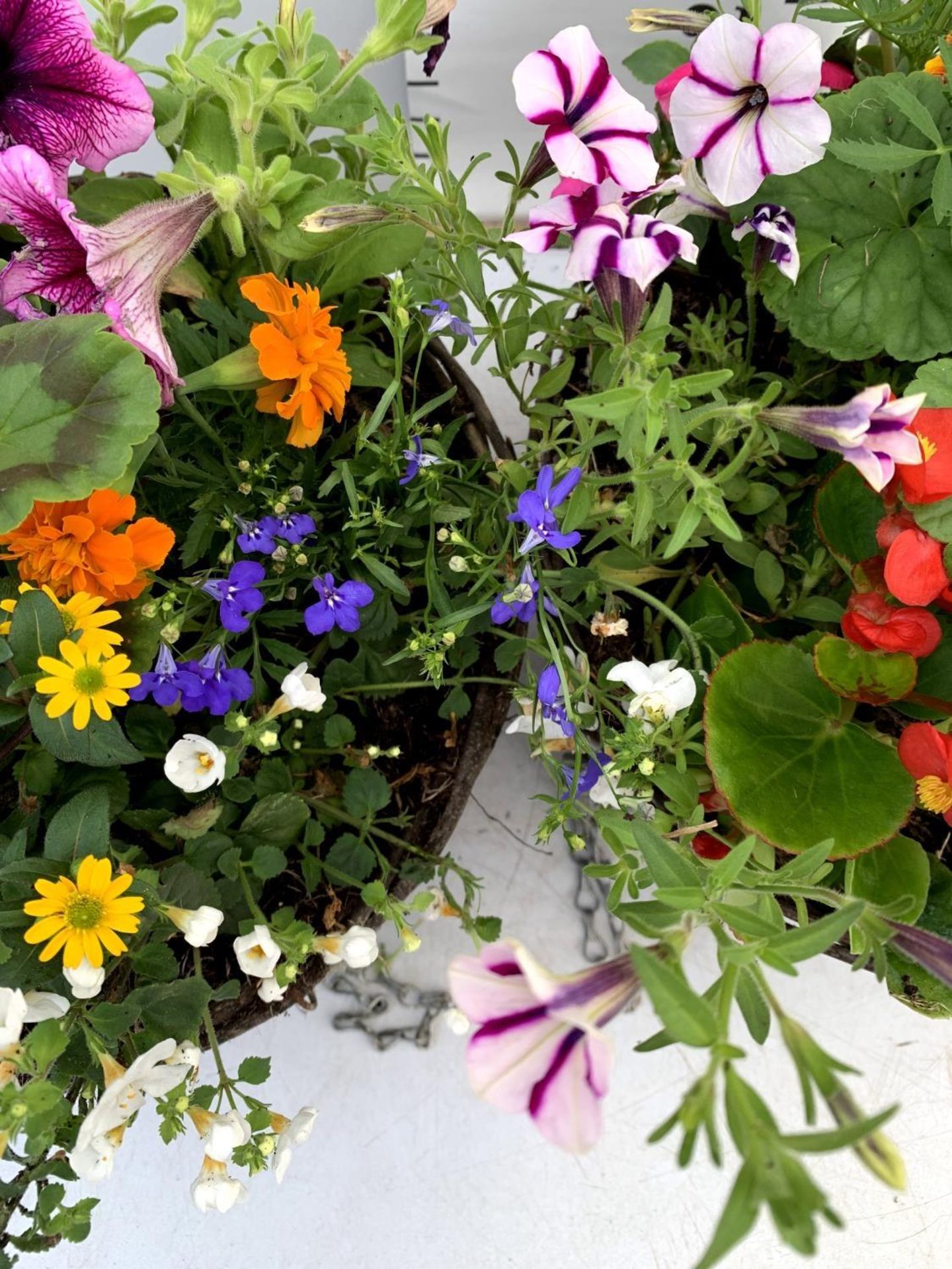 TWO WICKER HANGING BASKETS PLANTED WITH VARIOUS BASKET PLANTS INCLUDING MARIGOLD PETUNIA VERBENA - Image 8 of 10