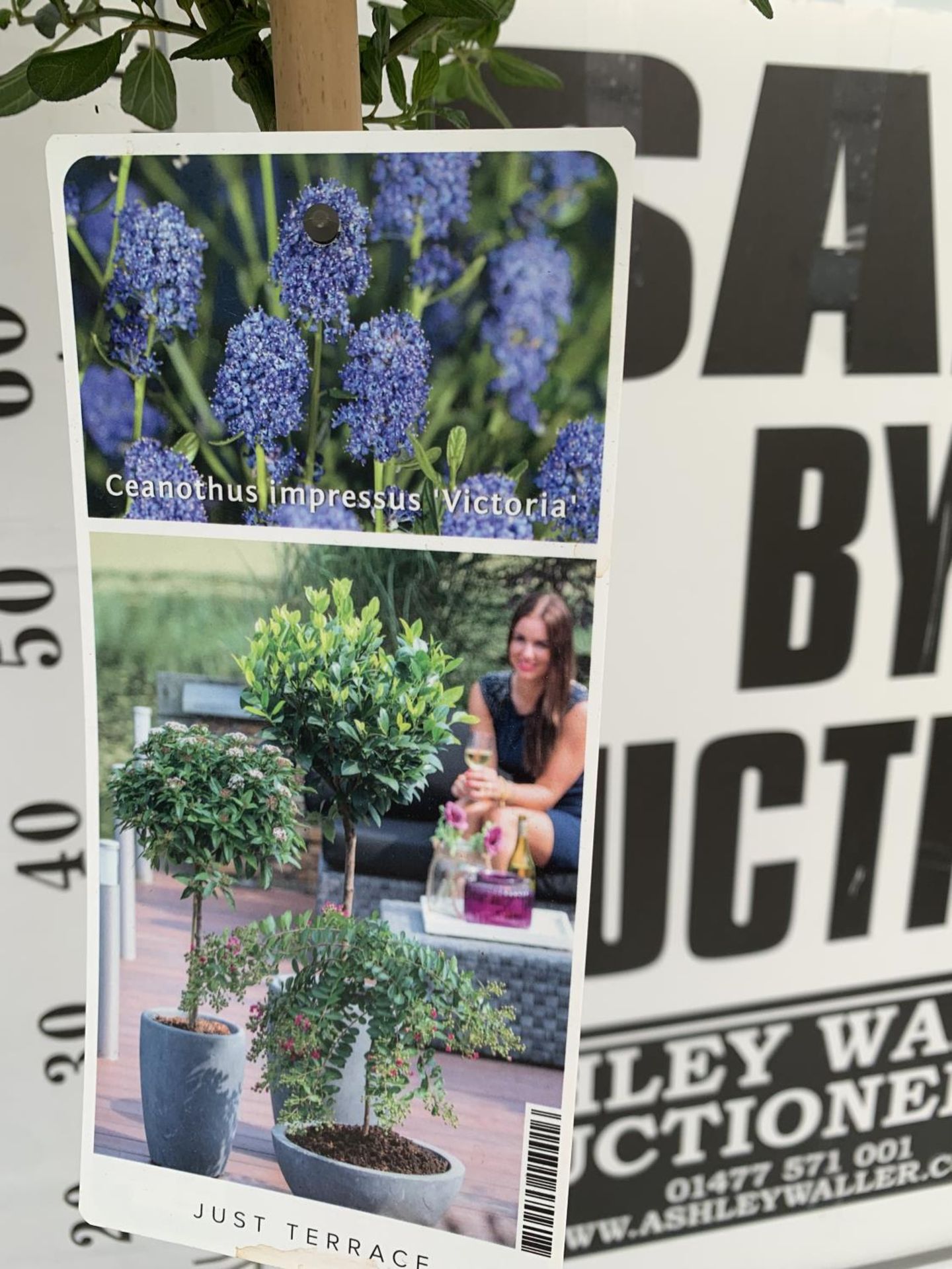 TWO CEANOTHUS IMPRESSUS STANDARD TREES 'VICTORIA' IN FLOWER APPROX A METRE IN HEIGHT IN 3 LTR POTS - Image 7 of 8