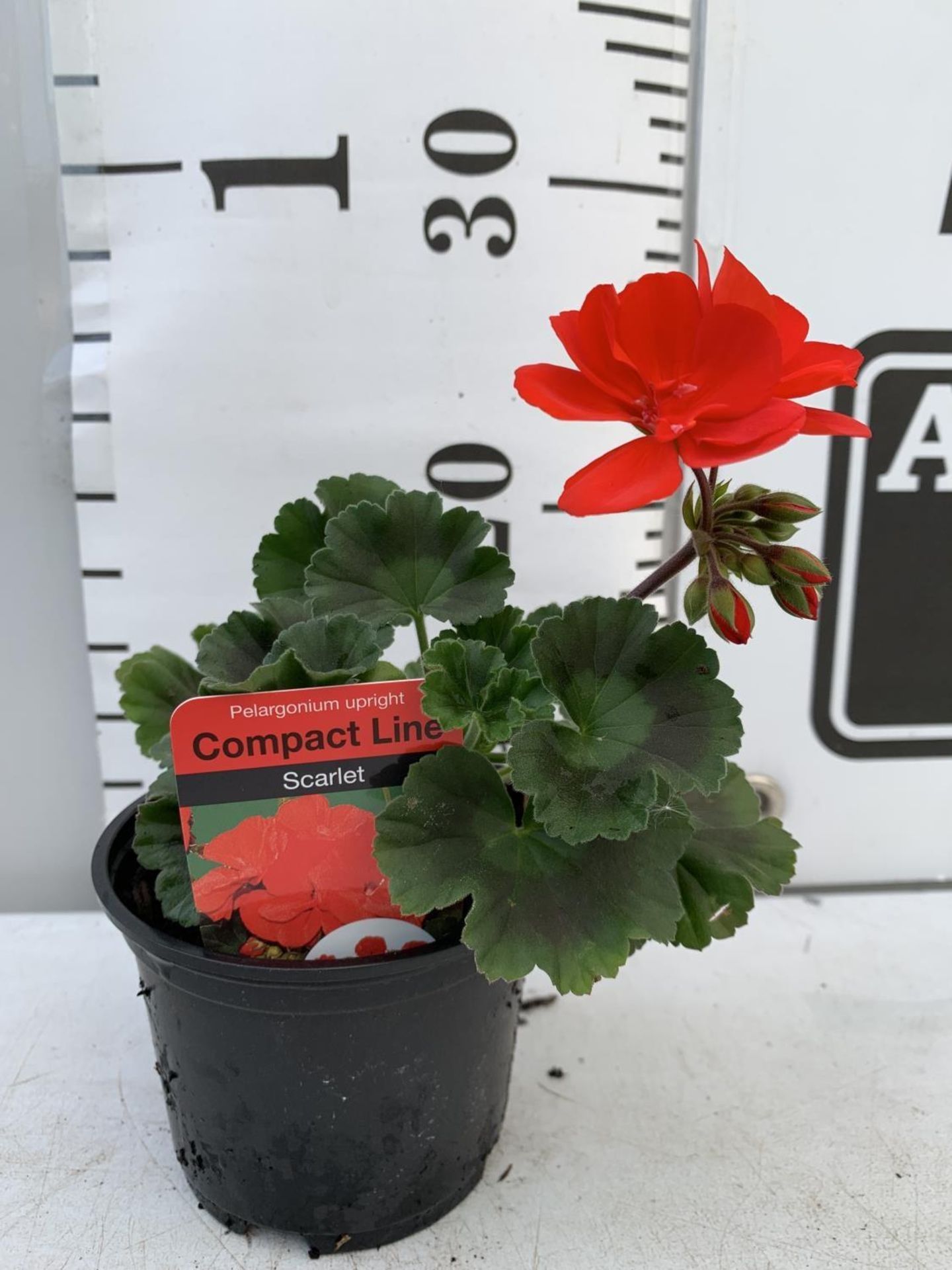 FIFTEEN PELARGONIUM UPRIGHT IN SCARLET BASKET PLANTS IN P9 POTS PLUS VAT TO BE SOLD FOR THE FIFTEEN - Image 3 of 4