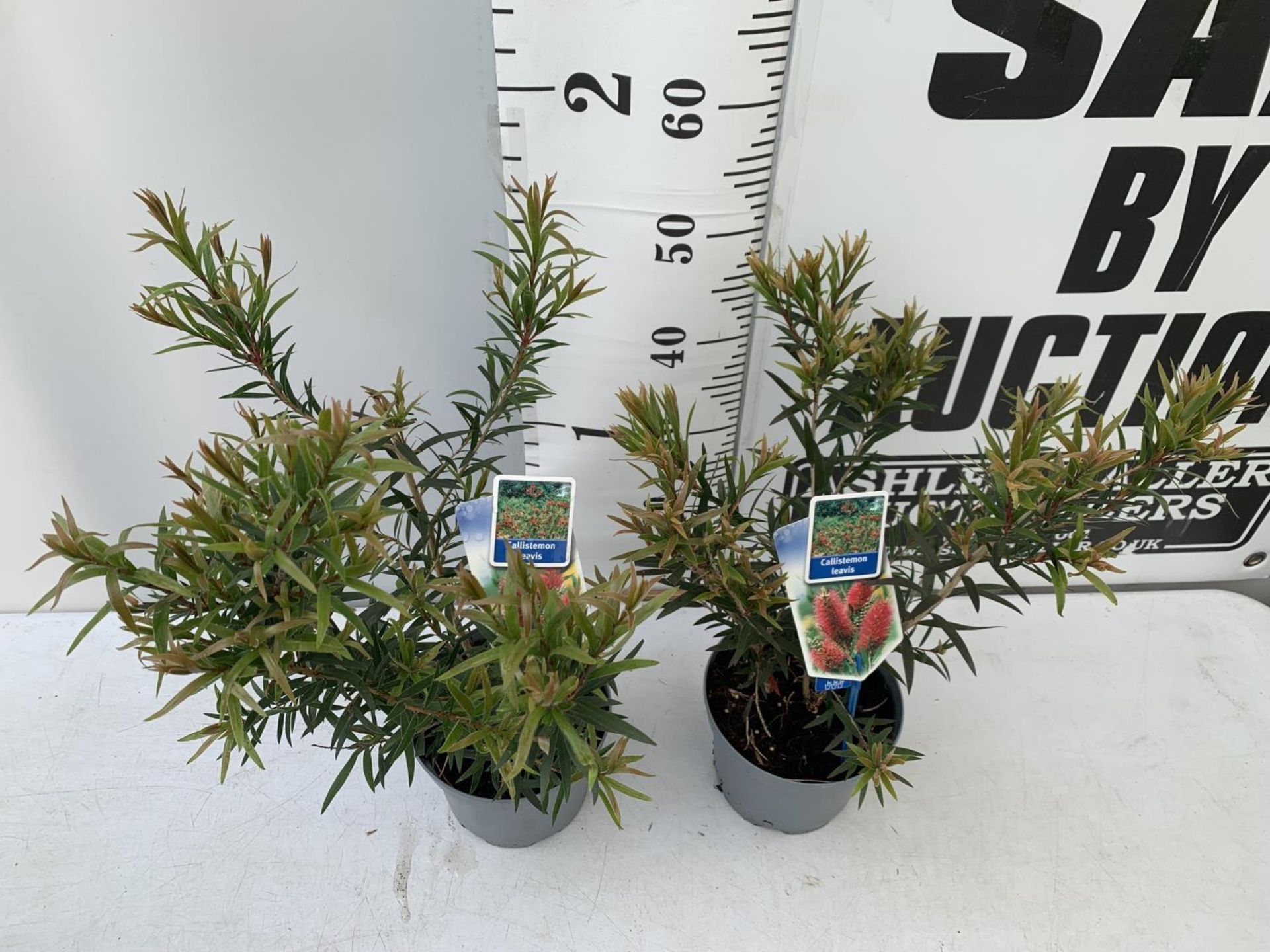 TWO CALLISTEMON LAEVIS IN 2 LTR POTS 50CM IN HEIGHT PLUS VAT TO BE SOLD FOR THE TWO - Image 4 of 6