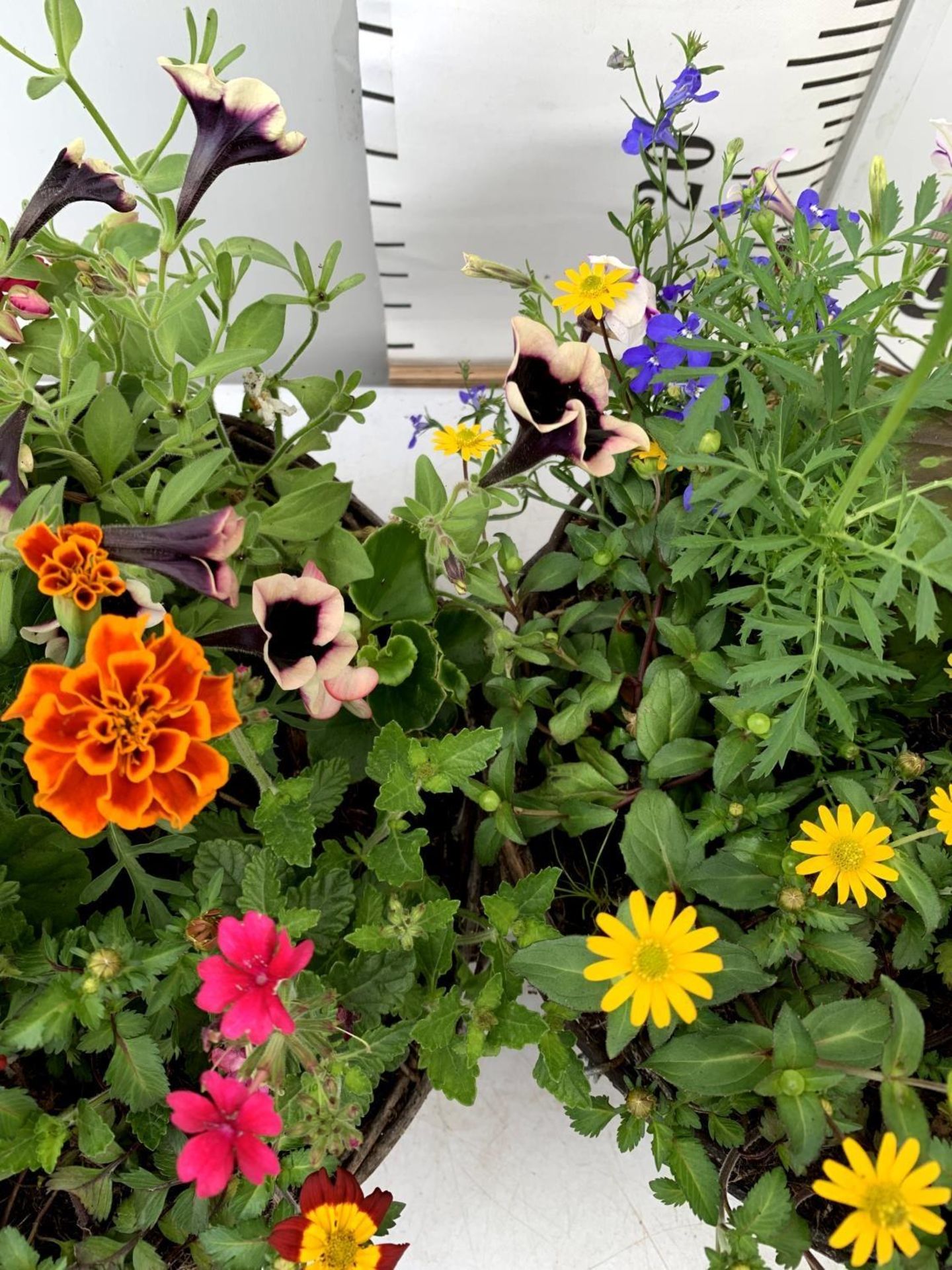 TWO WICKER HANGING BASKETS PLANTED WITH VARIOUS BASKET PLANTS INCLUDING MARIGOLD PETUNIA VERBENA - Image 6 of 8