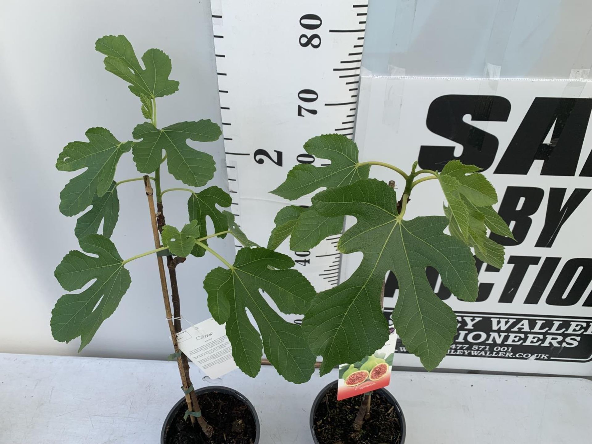 TWO FIG FICUS CARICA IN 2 LTR POTS APPROX 80CM IN HEIGHT NO VAT TO BE SOLD FOR THE TWO - Image 4 of 6