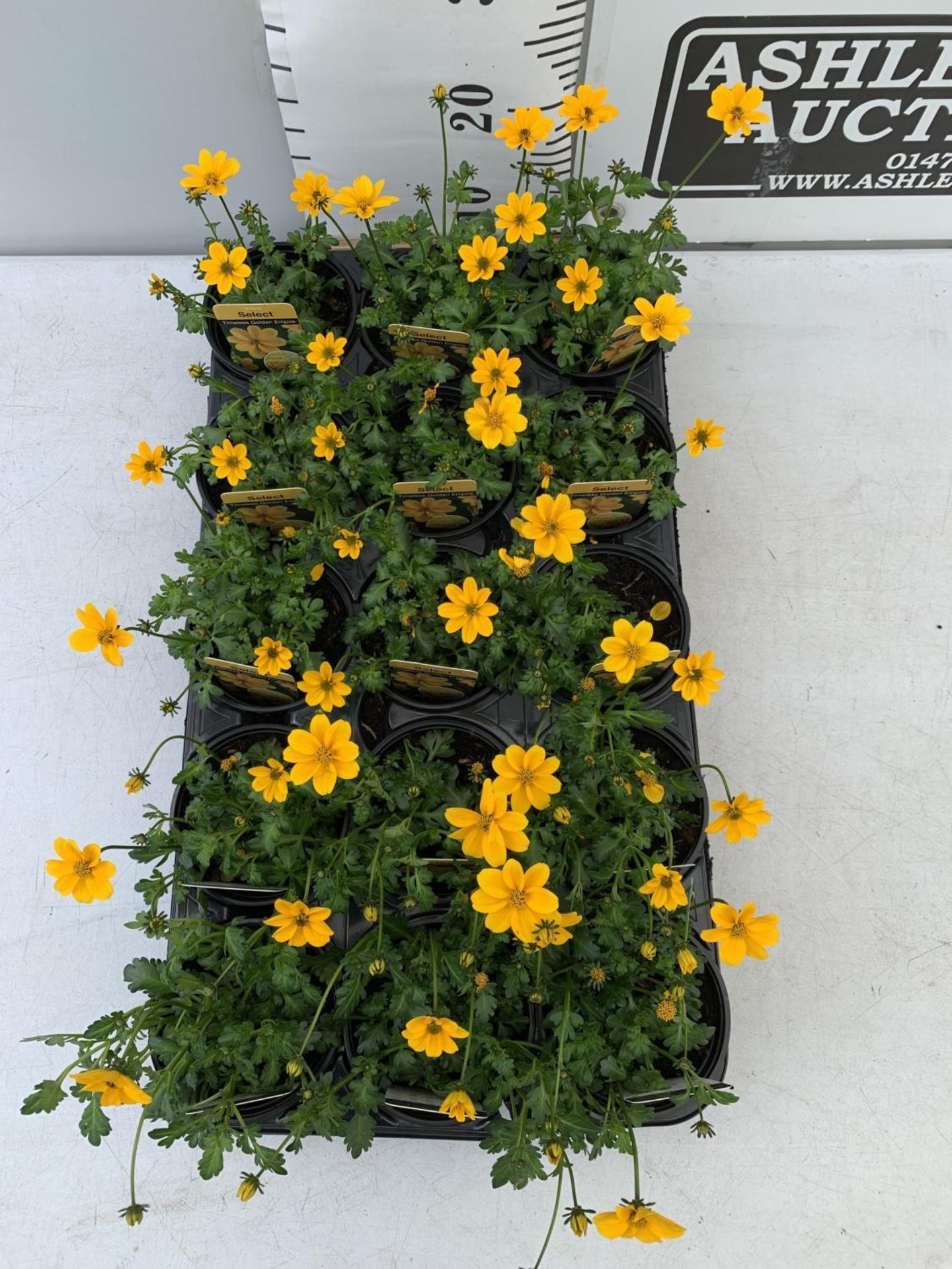 FIFTEEN BIDENS SELECT TIMELESS GOLDEN EMPIRE BASKET PLANTS ON A TRAY IN P9 POTS PLUS VAT TO BE - Image 2 of 4