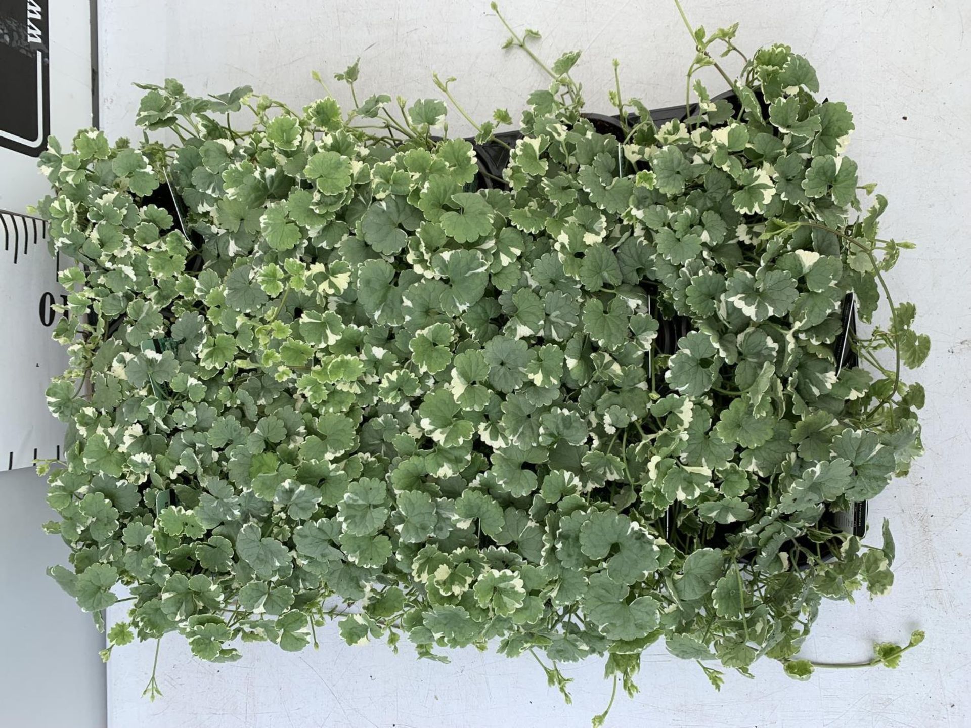 FIFTEEN GLECHOMA IN GREEN/ WHITE BASKET PLANTS ON A TRAY IN P9 POTS PLUS VAT TO BE SOLD FOR THE - Image 2 of 4