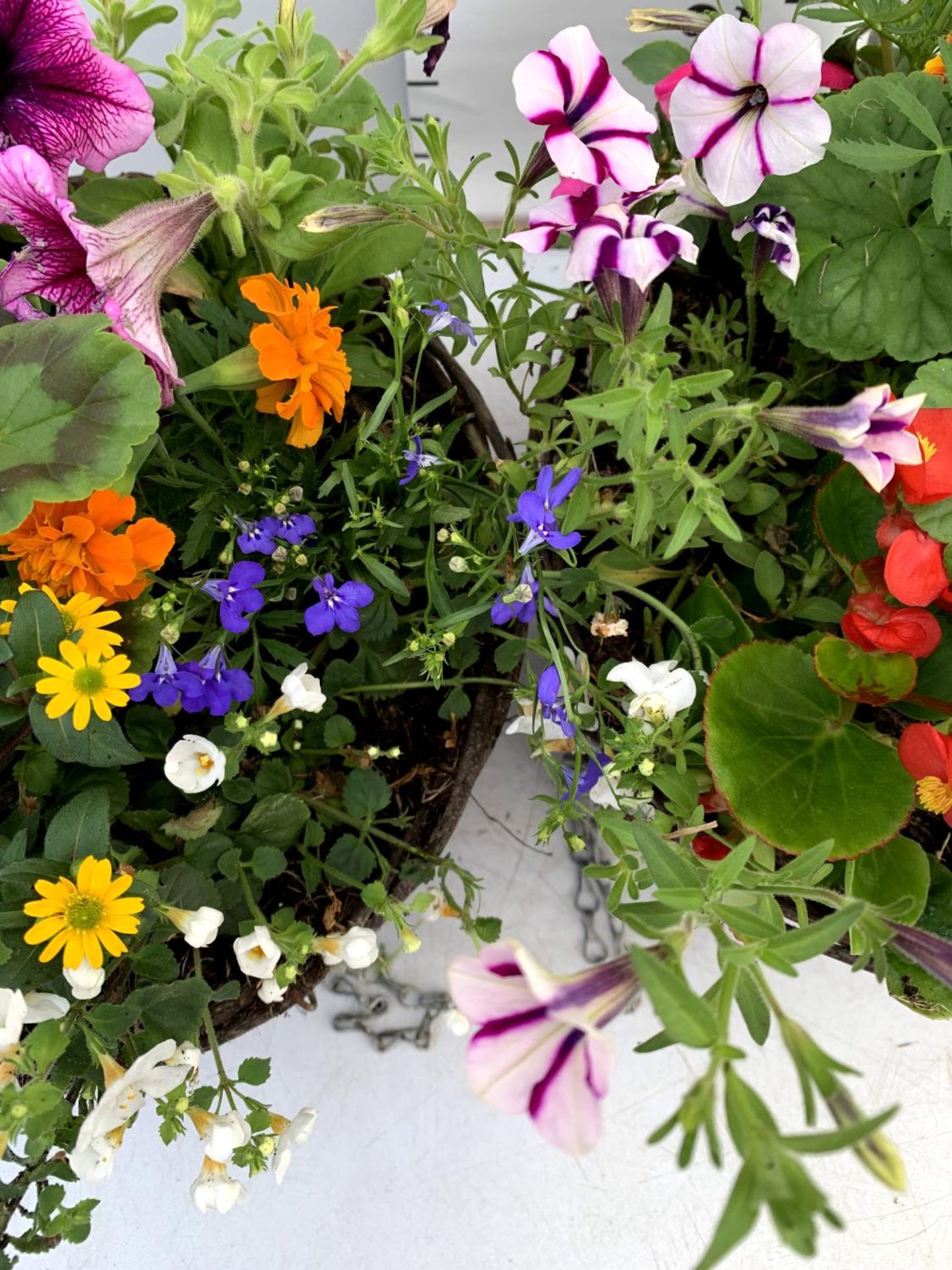 TWO WICKER HANGING BASKETS PLANTED WITH VARIOUS BASKET PLANTS INCLUDING MARIGOLD PETUNIA VERBENA - Image 7 of 10