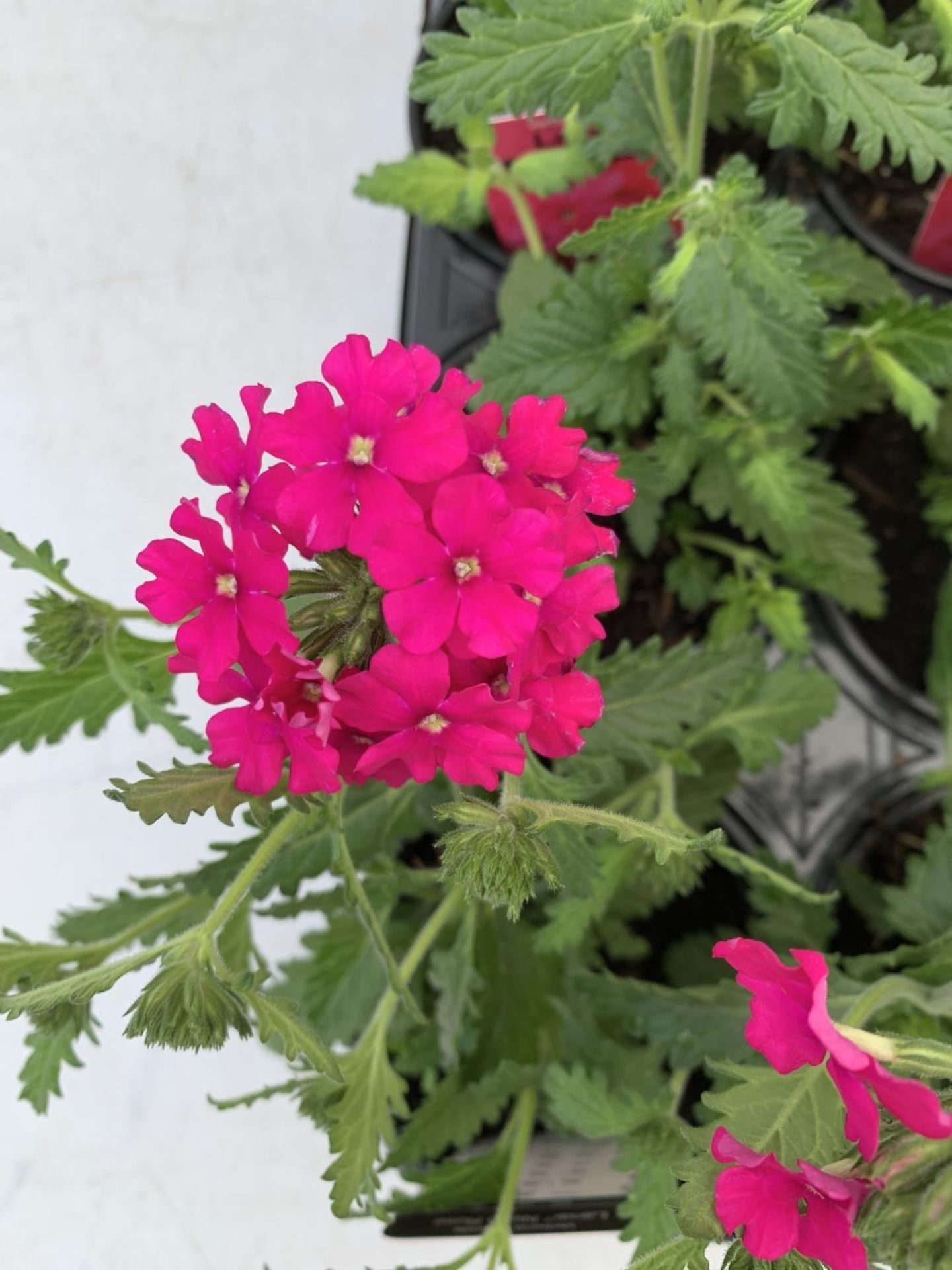 FIFTEEN TRAILING VERBENA LANAI IN NEON ROSE BASKET PLANTS ON A TRAY IN P9 POTS PLUS VAT TO BE SOLD - Image 3 of 5