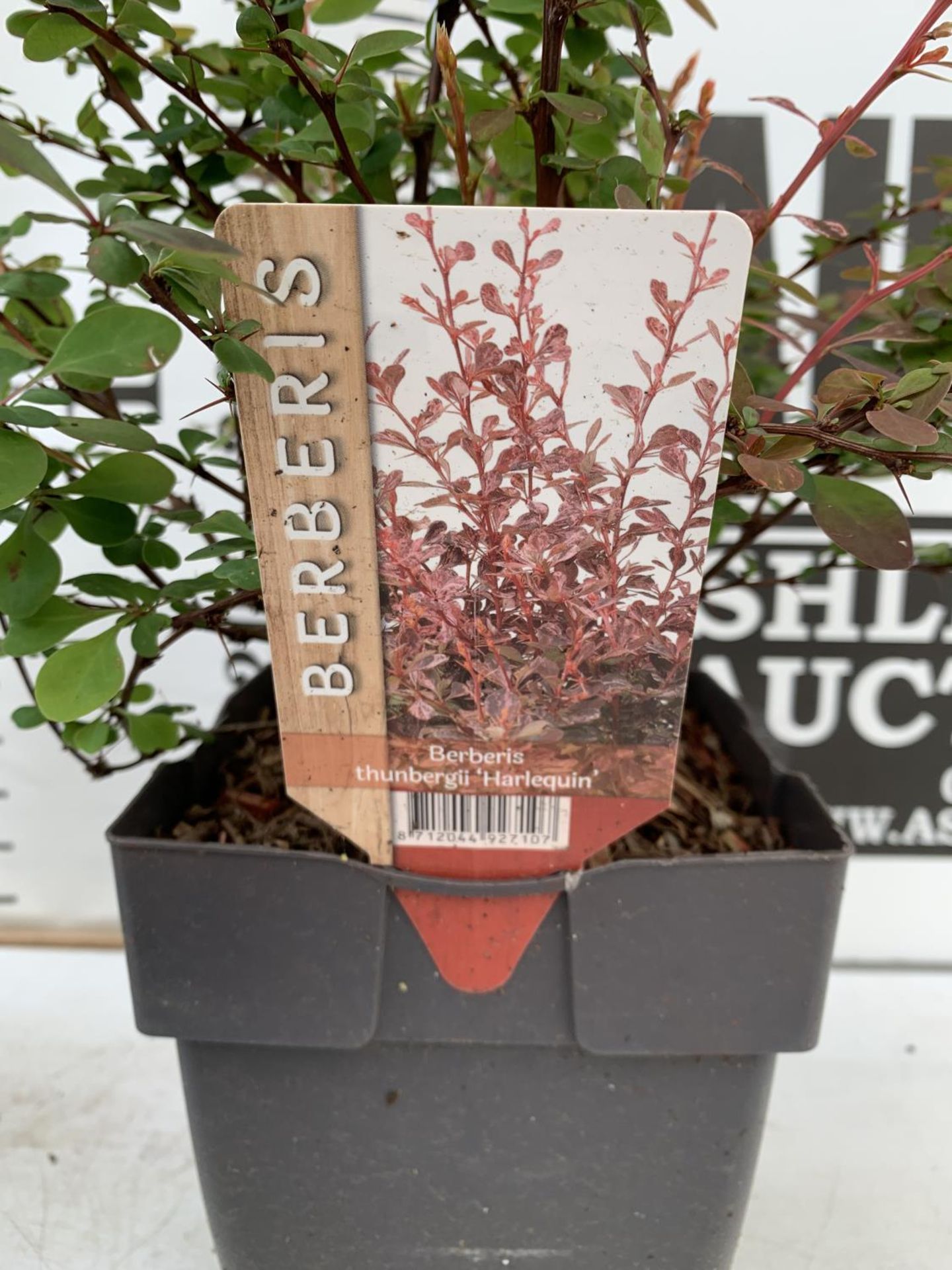 THREE ASSORTED BERBERIS THUNBERGII 'HARLEQUIN, TINY GOLD AND RUBY STAR' IN 2 LTR POTS PLUS VAT - Image 12 of 12