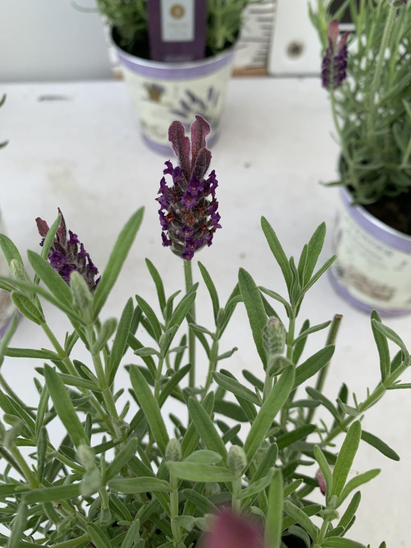 SIX LAVENDULA LAVENDER ST ANOUK COLLECTION IN DECORATIVE METAL POTS TO BE SOLD FOR THE SIX NO VAT - Image 9 of 10