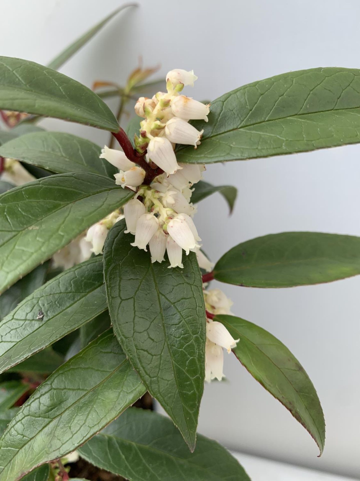 TWO LEUCOTHOE 'ROYAL RUBY' AND 'BURNING LOVE' IN 2 LTR POTS 35CM TALL PLUS VAT TO BE SOLD FOR THE - Image 5 of 12