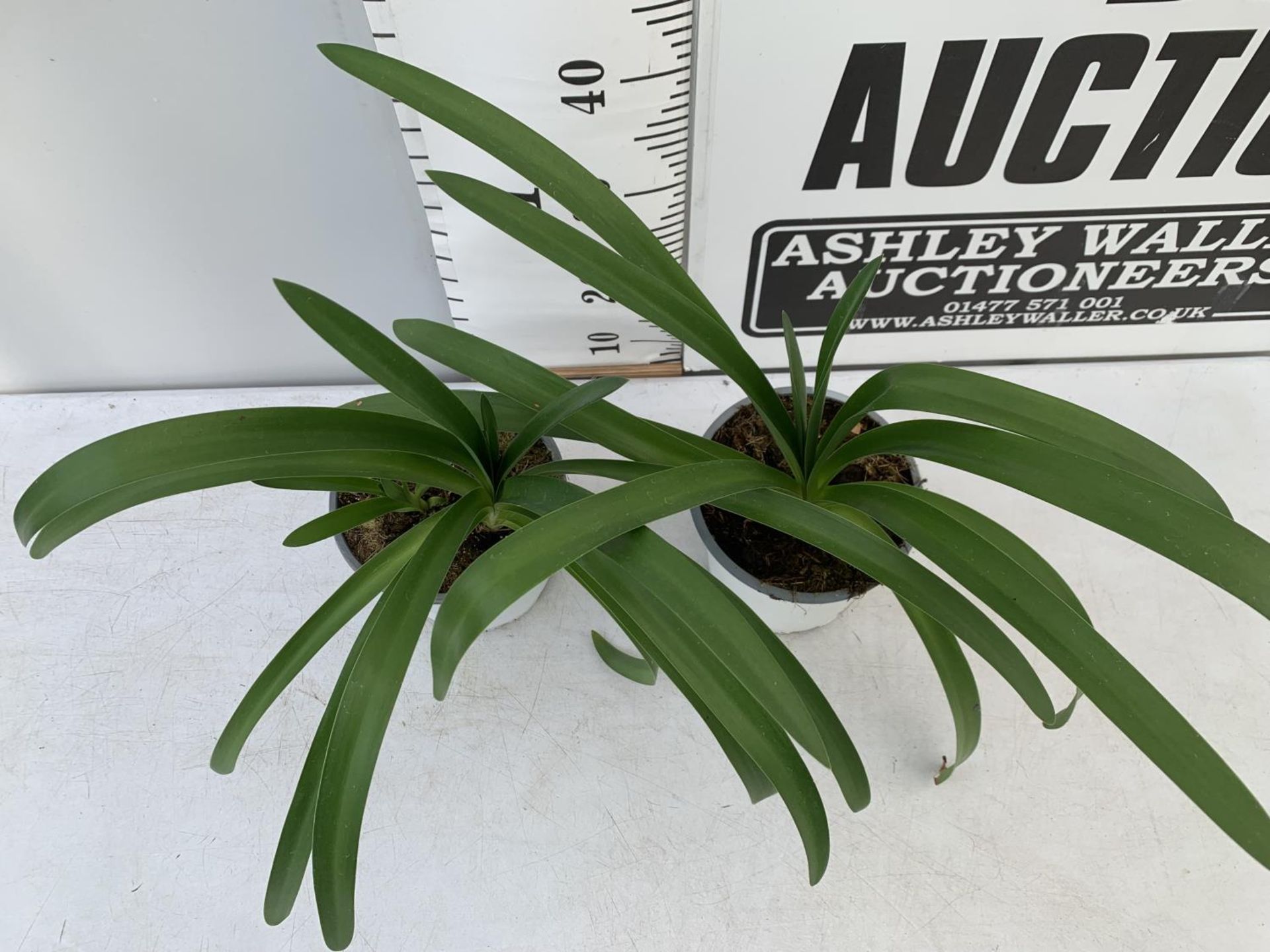 TWO AGAPANTHUS AFRICANUS IN 2 LTR POTS APPROX 50CM IN HEIGHT PLUS VAT TO BE SOLD FOR THE TWO - Image 3 of 6