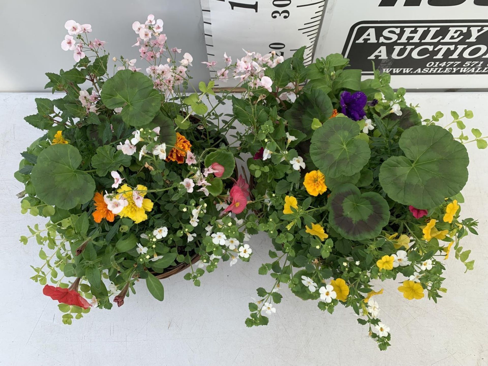 TWO WICKER HANGING BASKETS WITH MIXED BEDDING AND TRAILING PLANTS TO INCLUDE PETUNIA, MARIGOLD, - Image 2 of 3