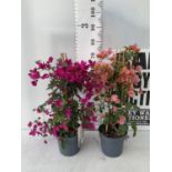 TWO BOUGAINVILLEA SANDERINA ON A PYRAMID FRAME, 3 LTR POTS HEIGHT 70-80CM. PATIO READY TO BE SOLD